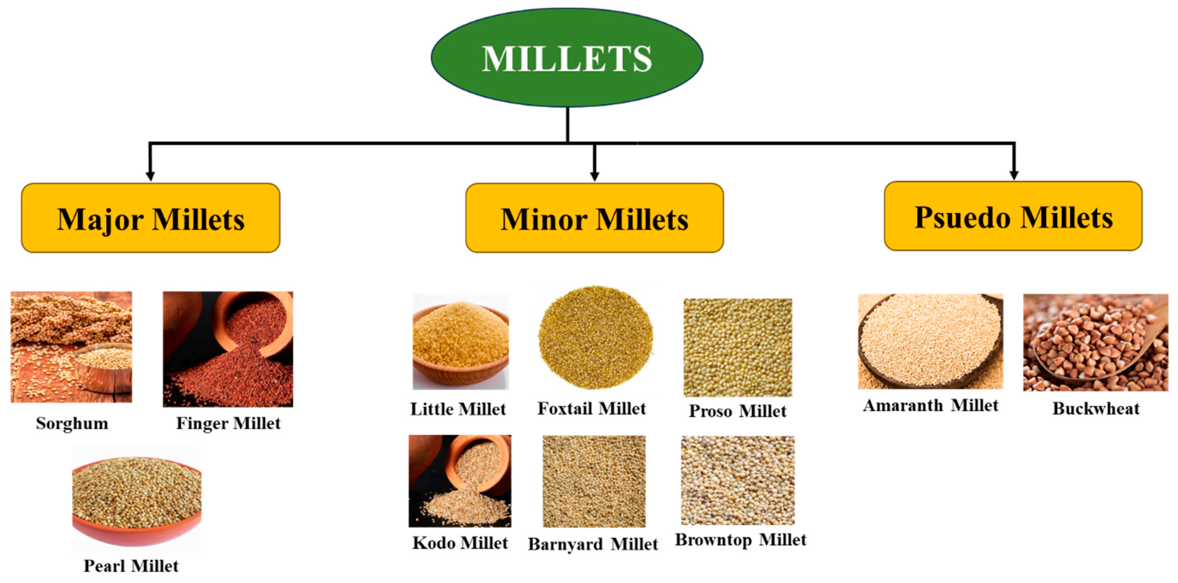 Foods 14 01733 g002 Foods 14 01733 g002