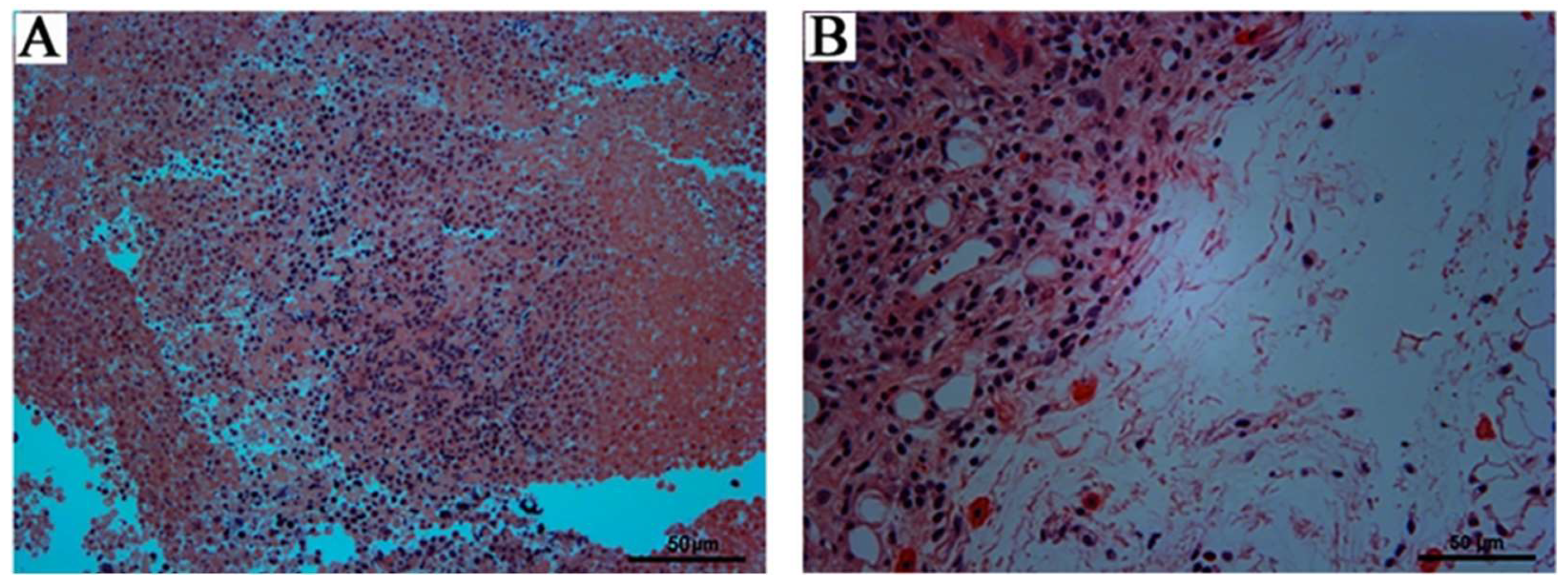 Foods 14 01890 g009 Foods 14 01890 g009