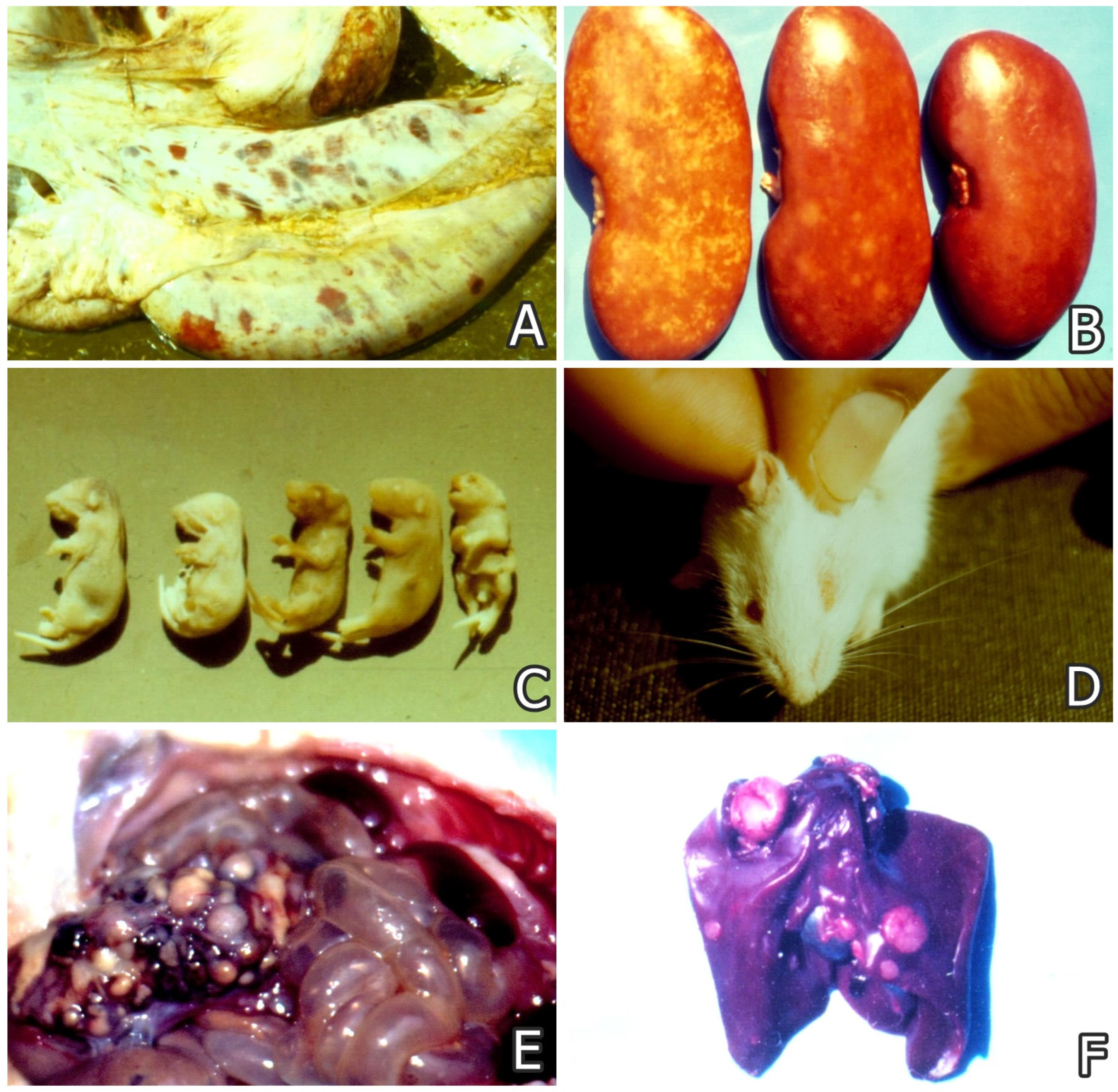 Foods 14 01960 g001 Foods 14 01960 g001