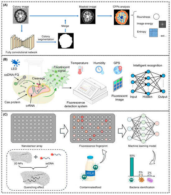 コンピュータ・IT Functional Analysis AI-Powered Innovations in Food Safety from Farm to Fork
