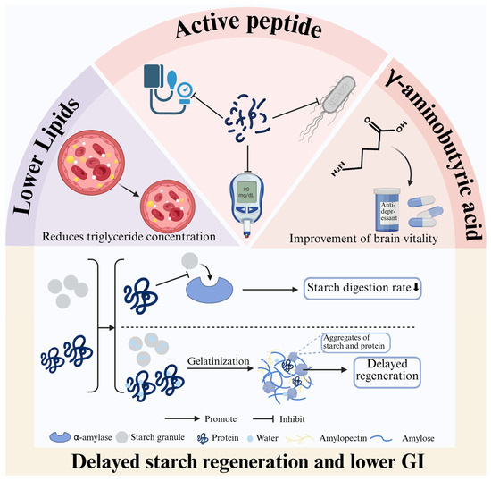 Unveiling the Impact of Processing Methods on In Vitro