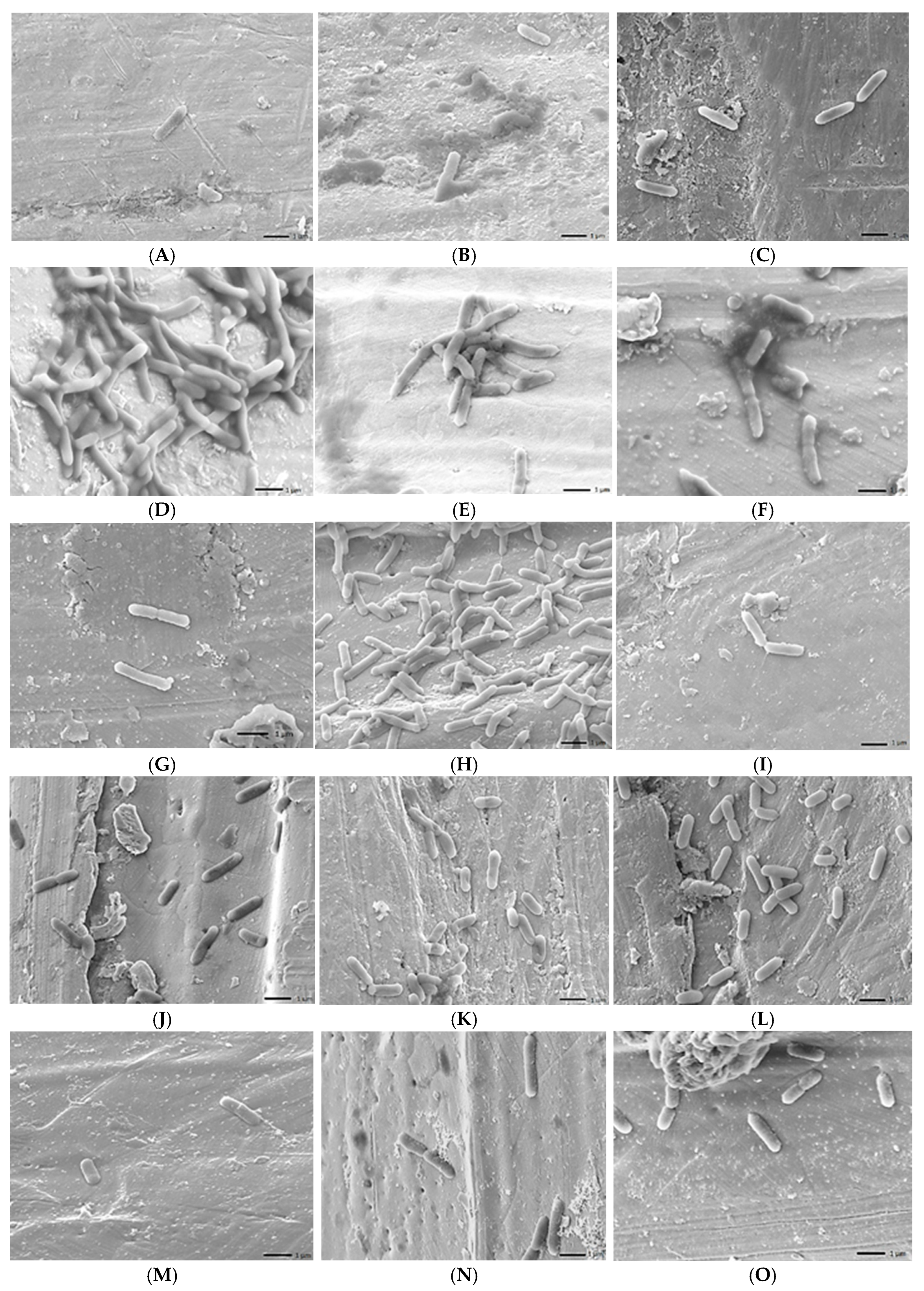 Foods 14 02097 g005a