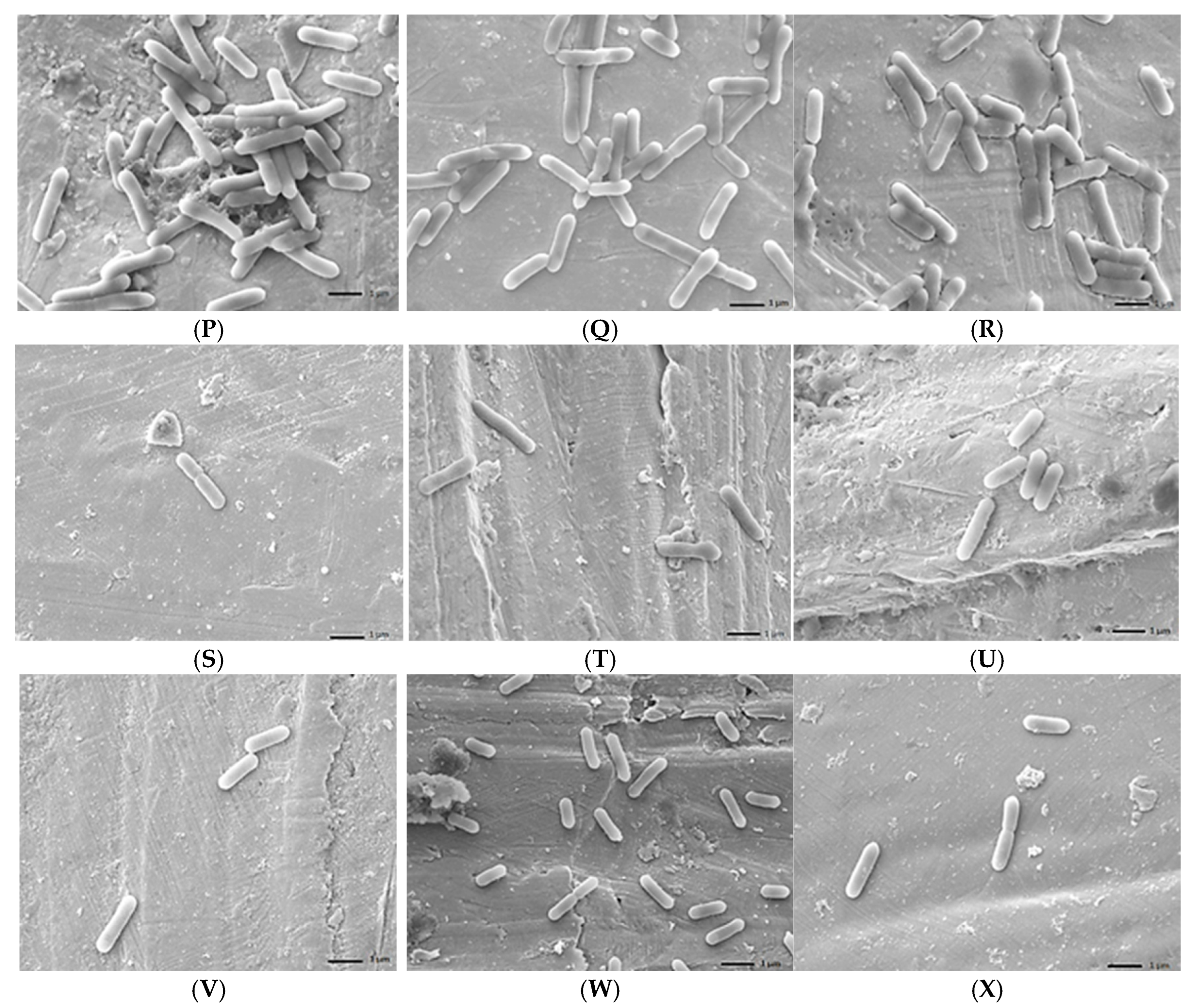 Foods 14 02097 g005b