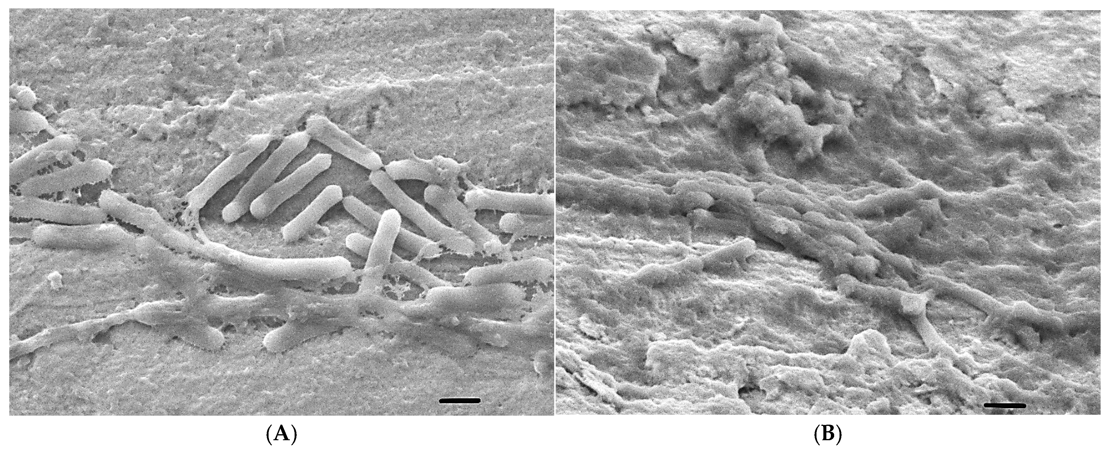 Foods 14 02097 g014a