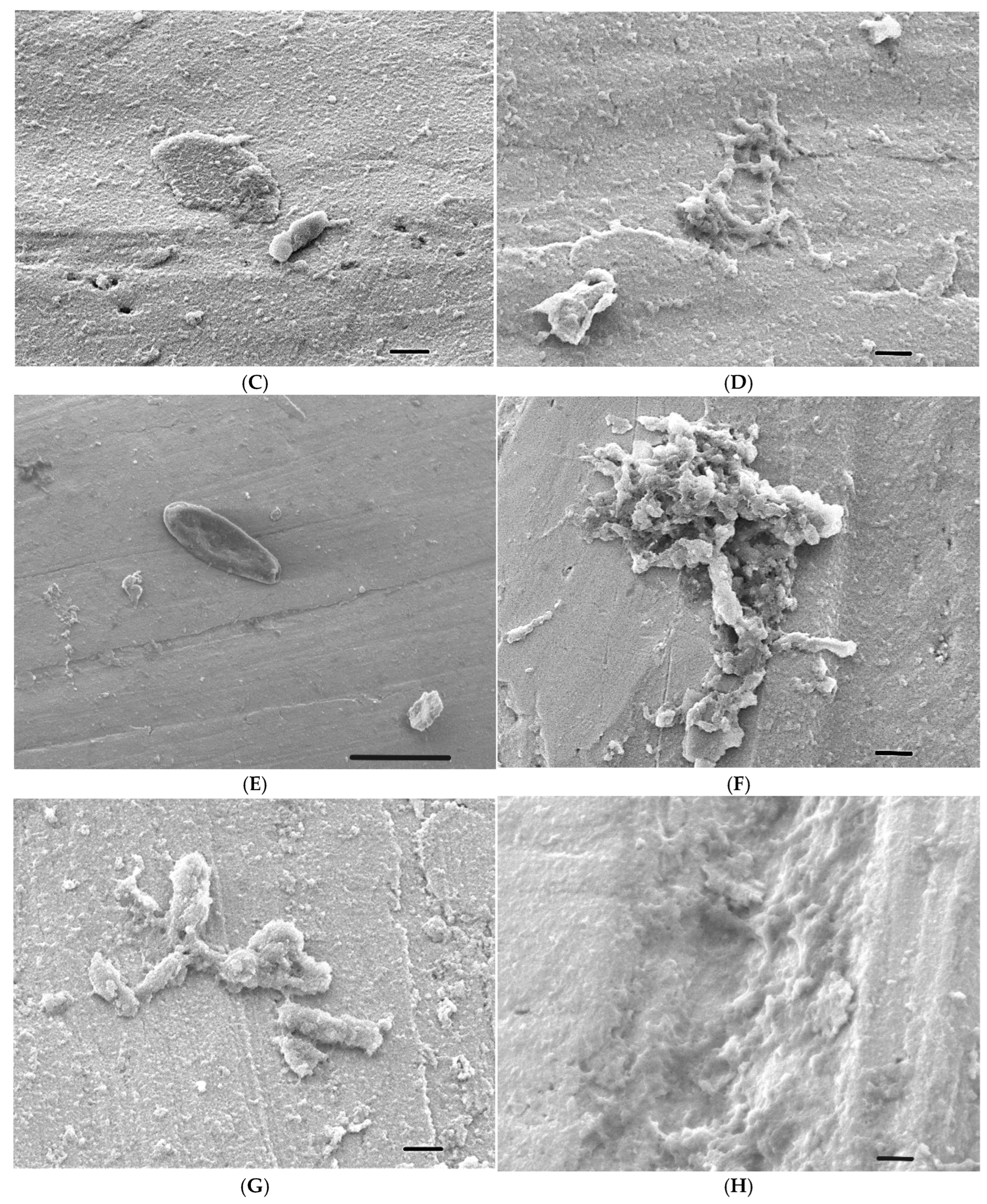 Foods 14 02097 g014b