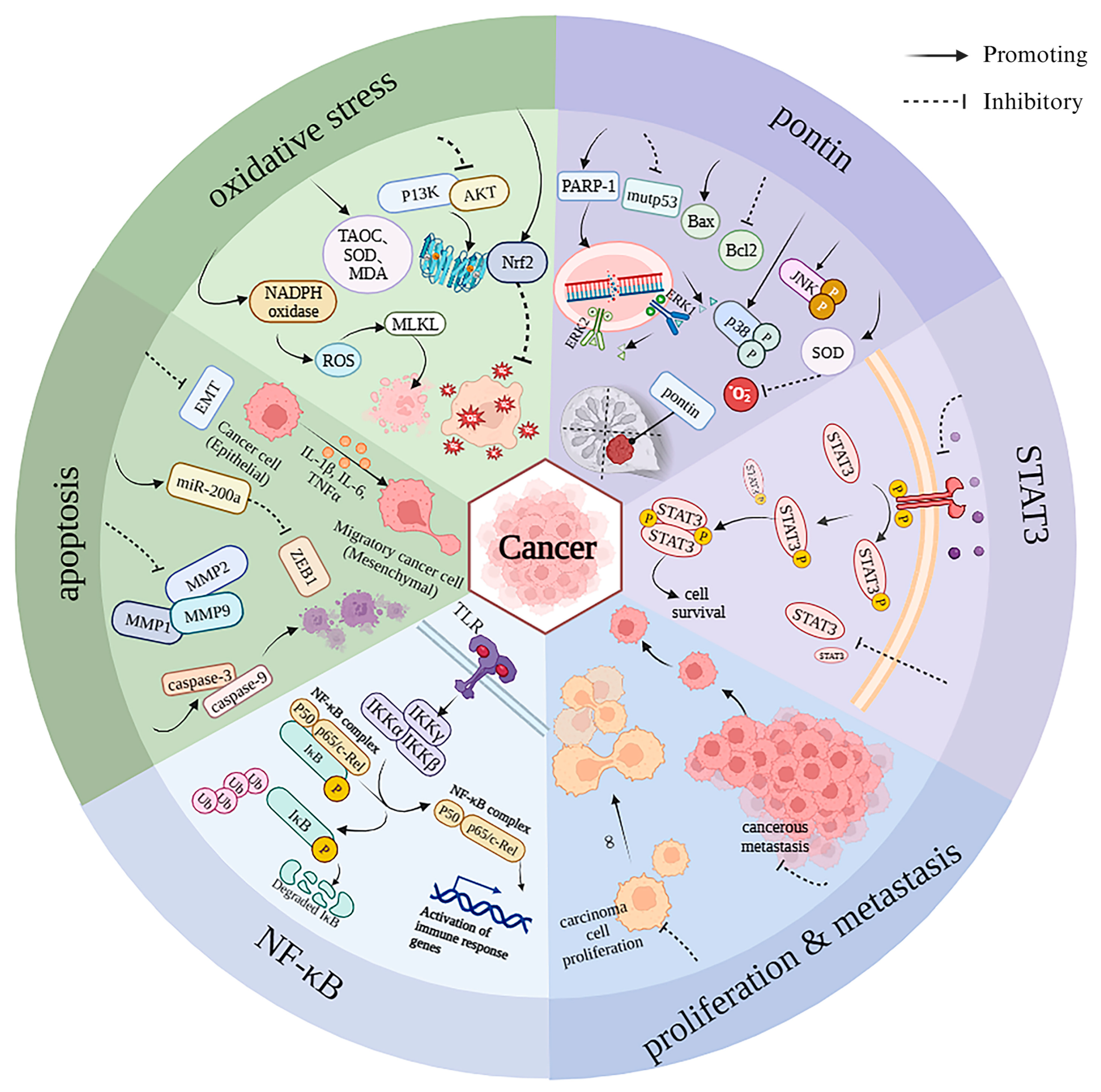 Production Methods, Biological Activity and Potential