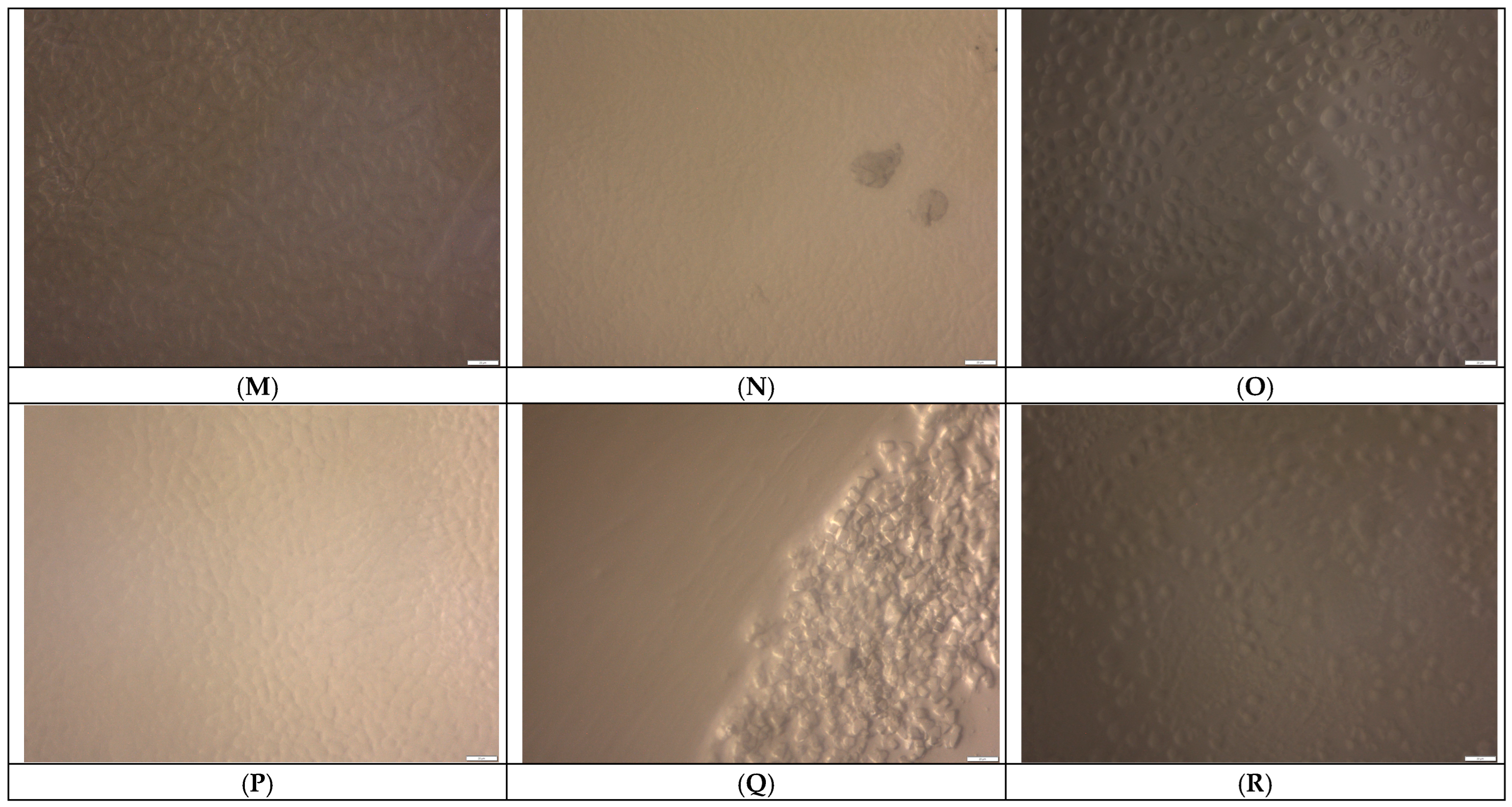 Foods 14 02184 g002b