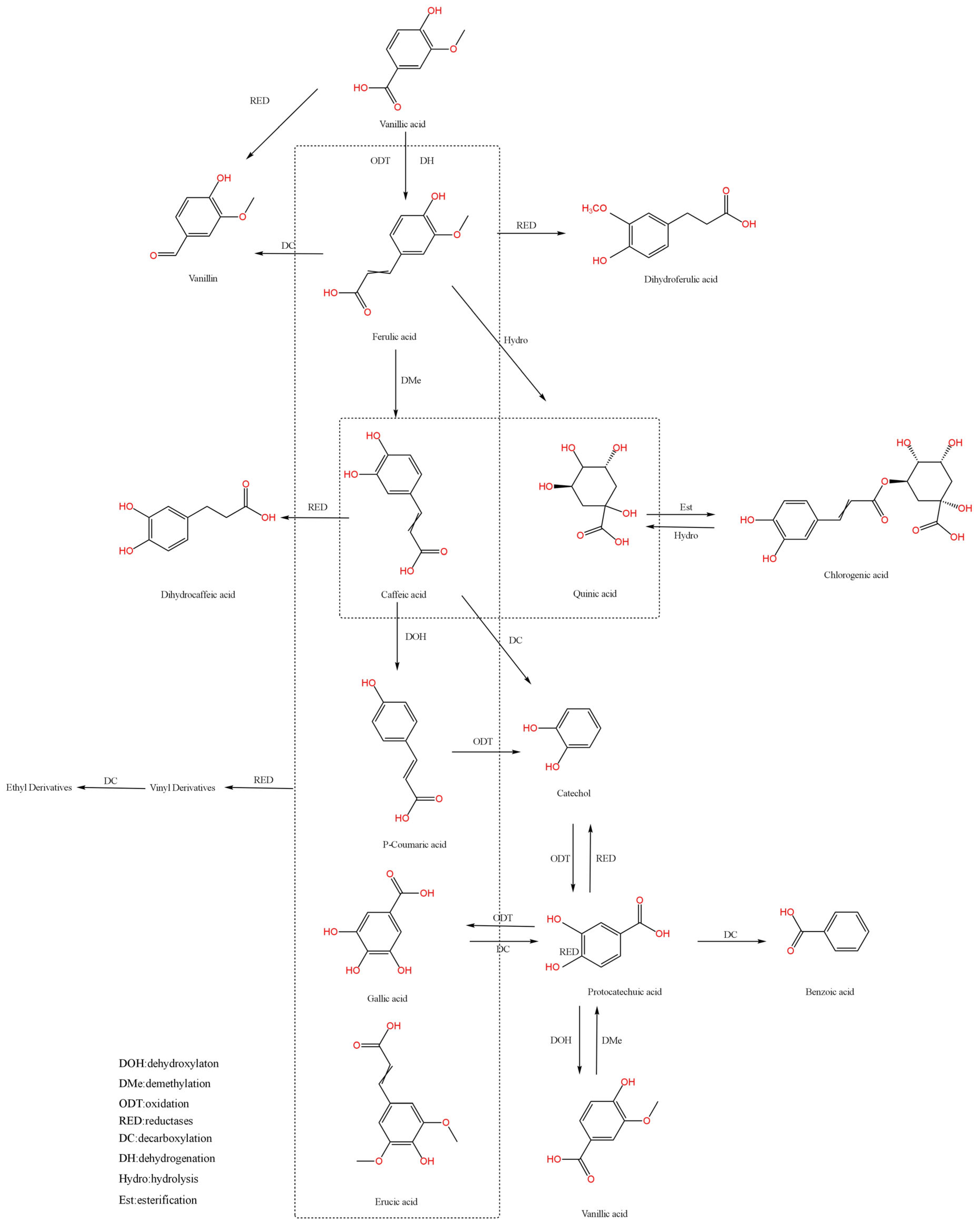 Biotransformation of Phenolic Acids in Foods: Pathways, Key