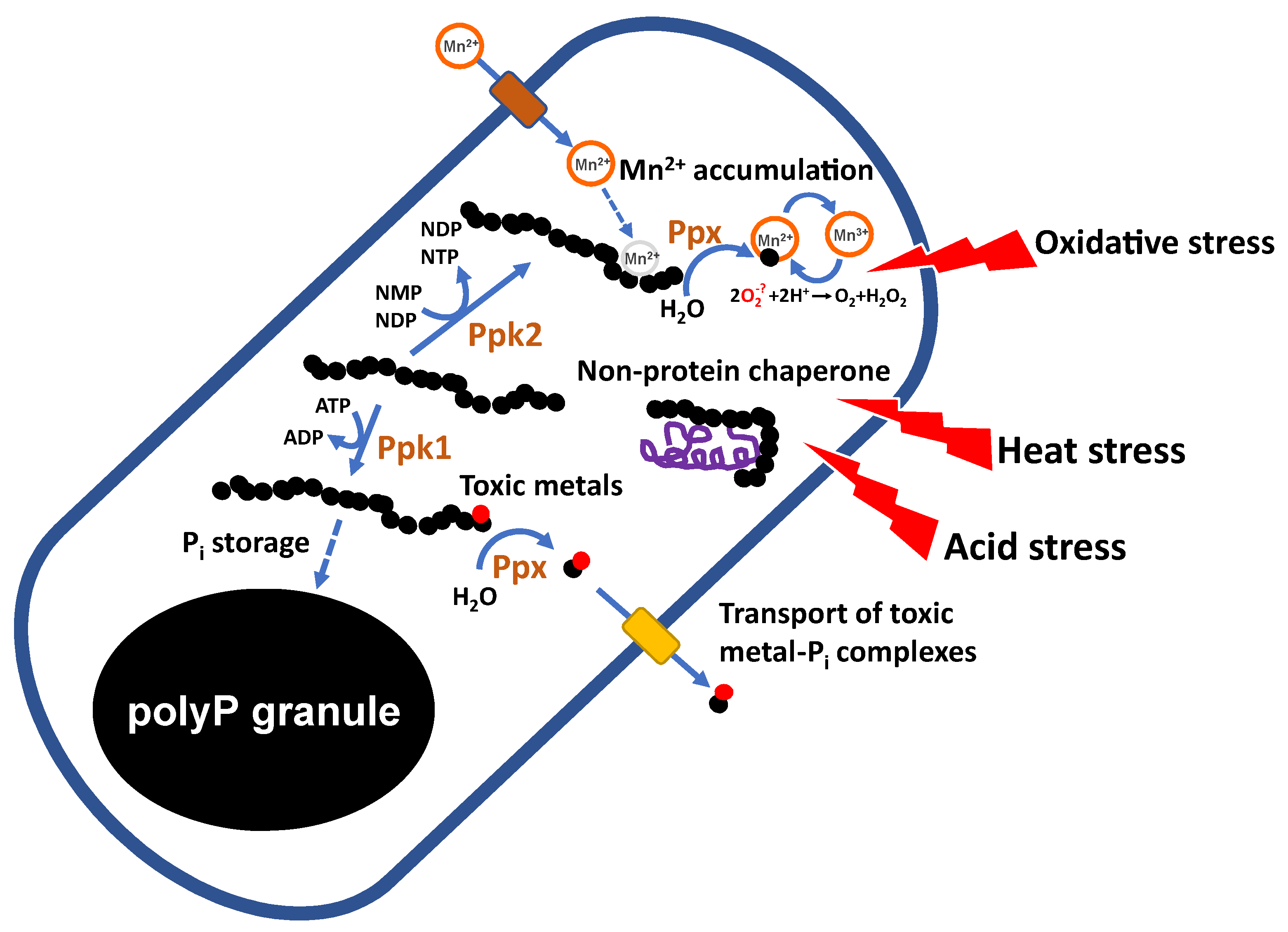 Foods 14 02211 g008 Foods 14 02211 g008