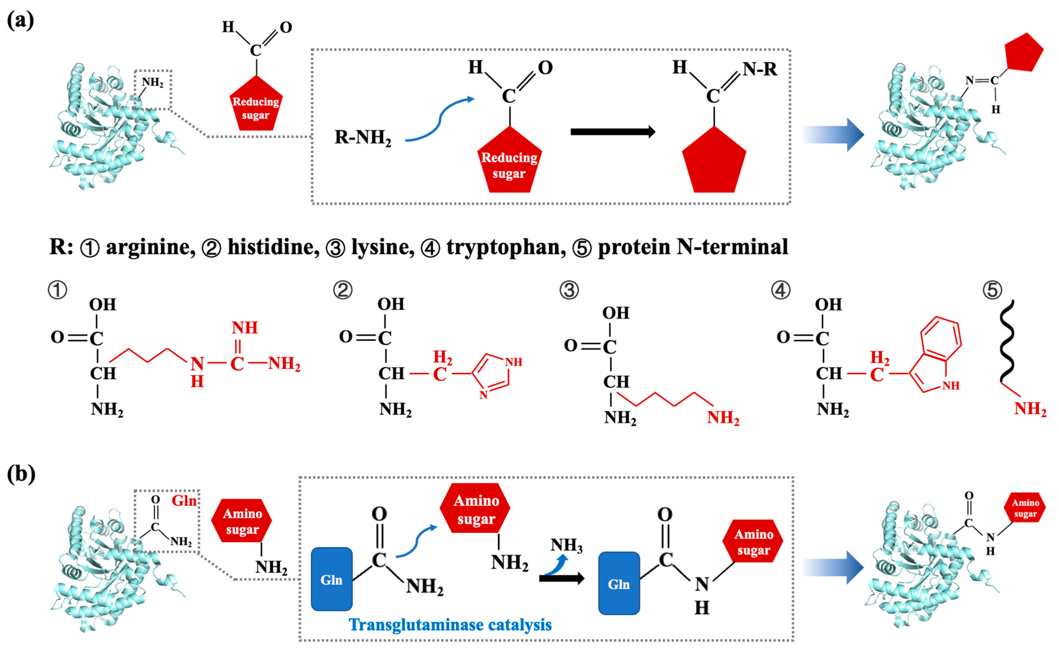 house リスト ② An Overview of Seafood Allergens: Structure–Allergenicity