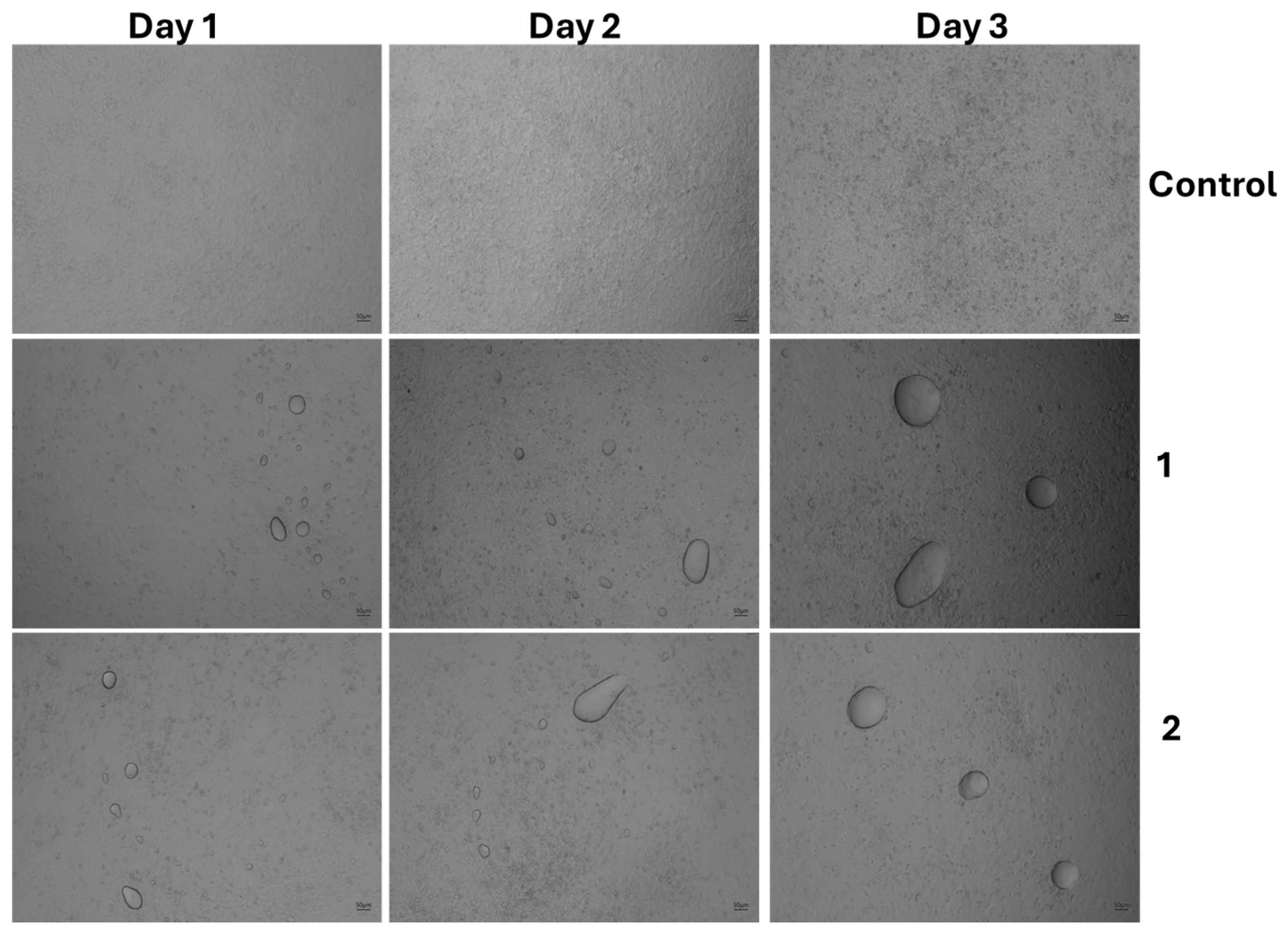 Foods 14 02247 g005a