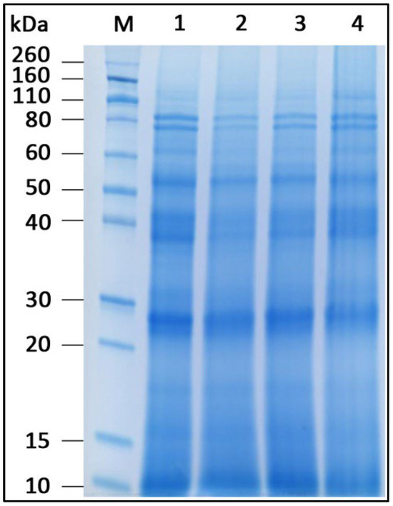 Ultrasound and Heat Treatment and Its Potential to Reduce Fennel