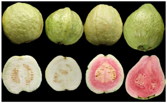 Lipid Profiling of Four Guava Cultivars: A Multi-Dimensional