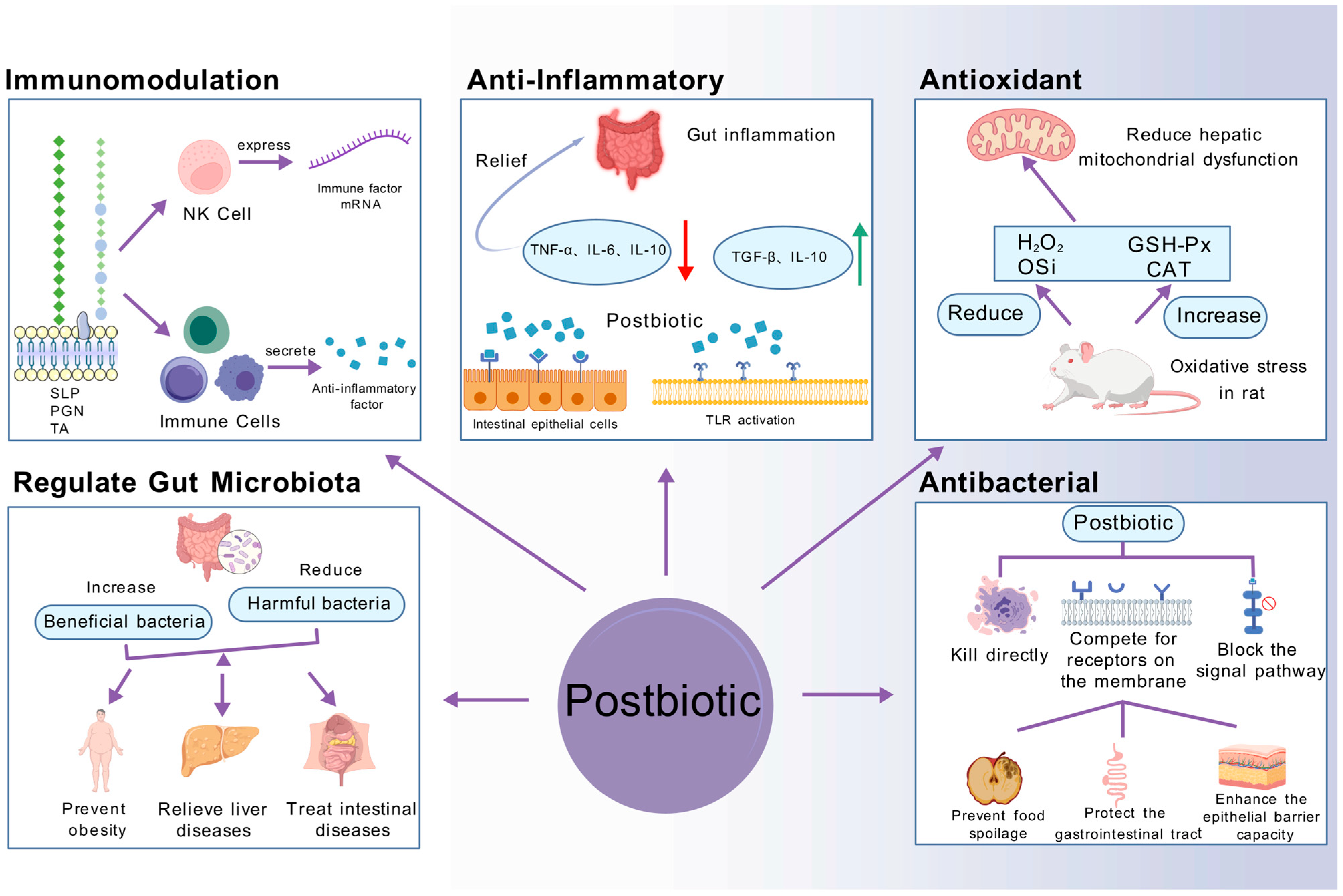 The Role of Inactivation Methods in Shaping Postbiotic