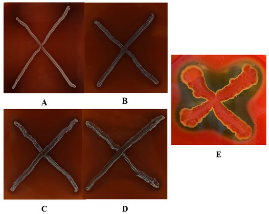 yu Differentiating and Integrating ZX Diagrams with