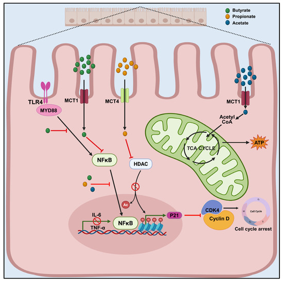 Prebiotic Potential of Dietary Polyphenols in Colorectal