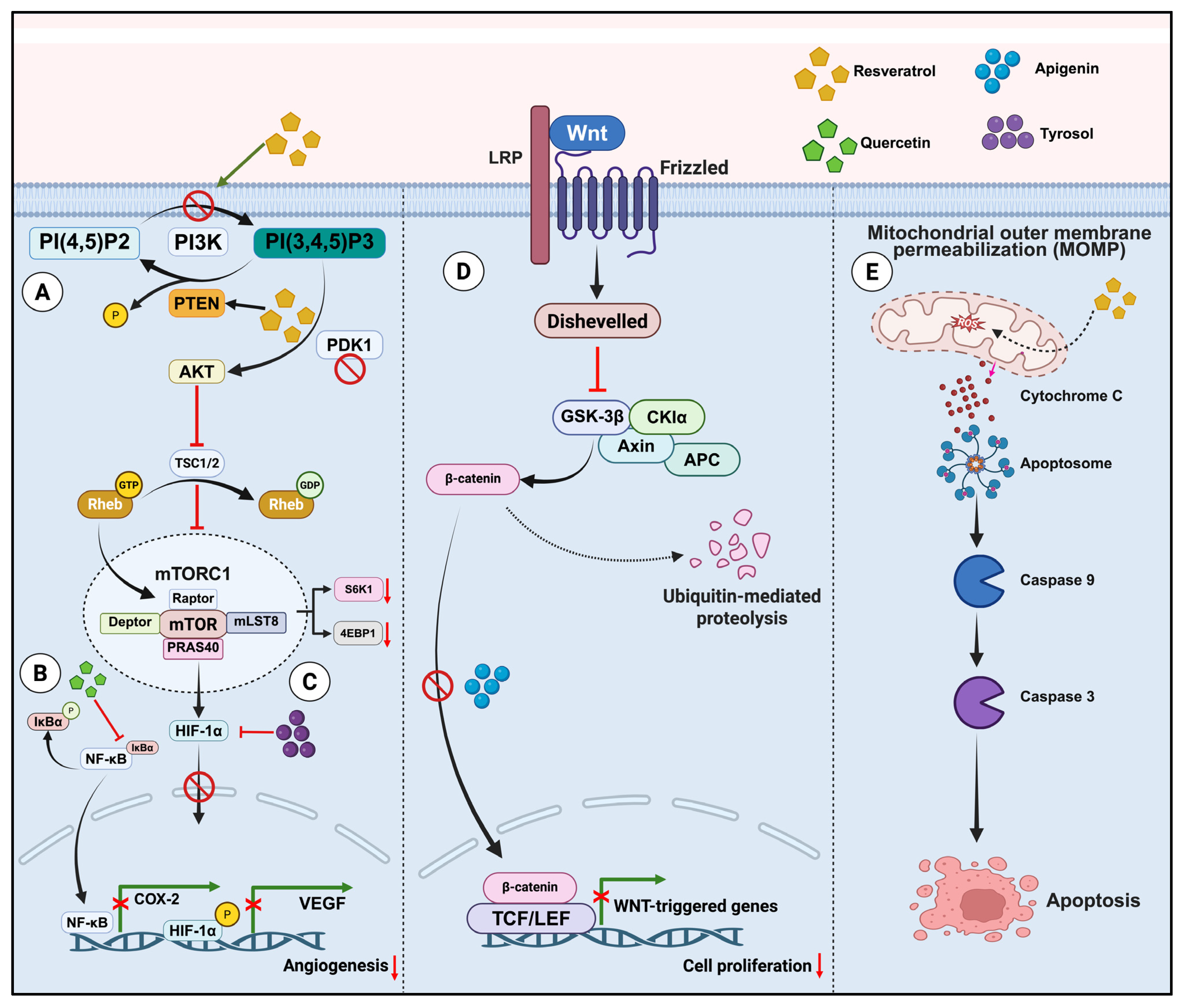 Prebiotic Potential of Dietary Polyphenols in Colorectal