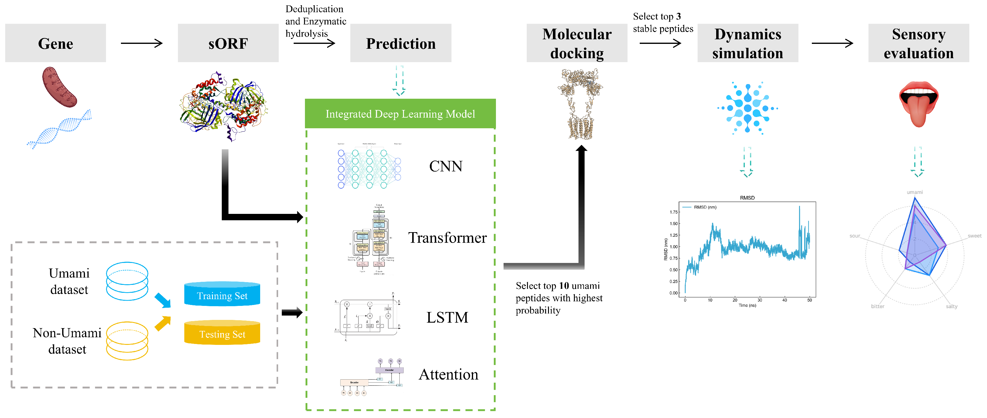 In Silico Discovery and Sensory Validation of Umami Peptides