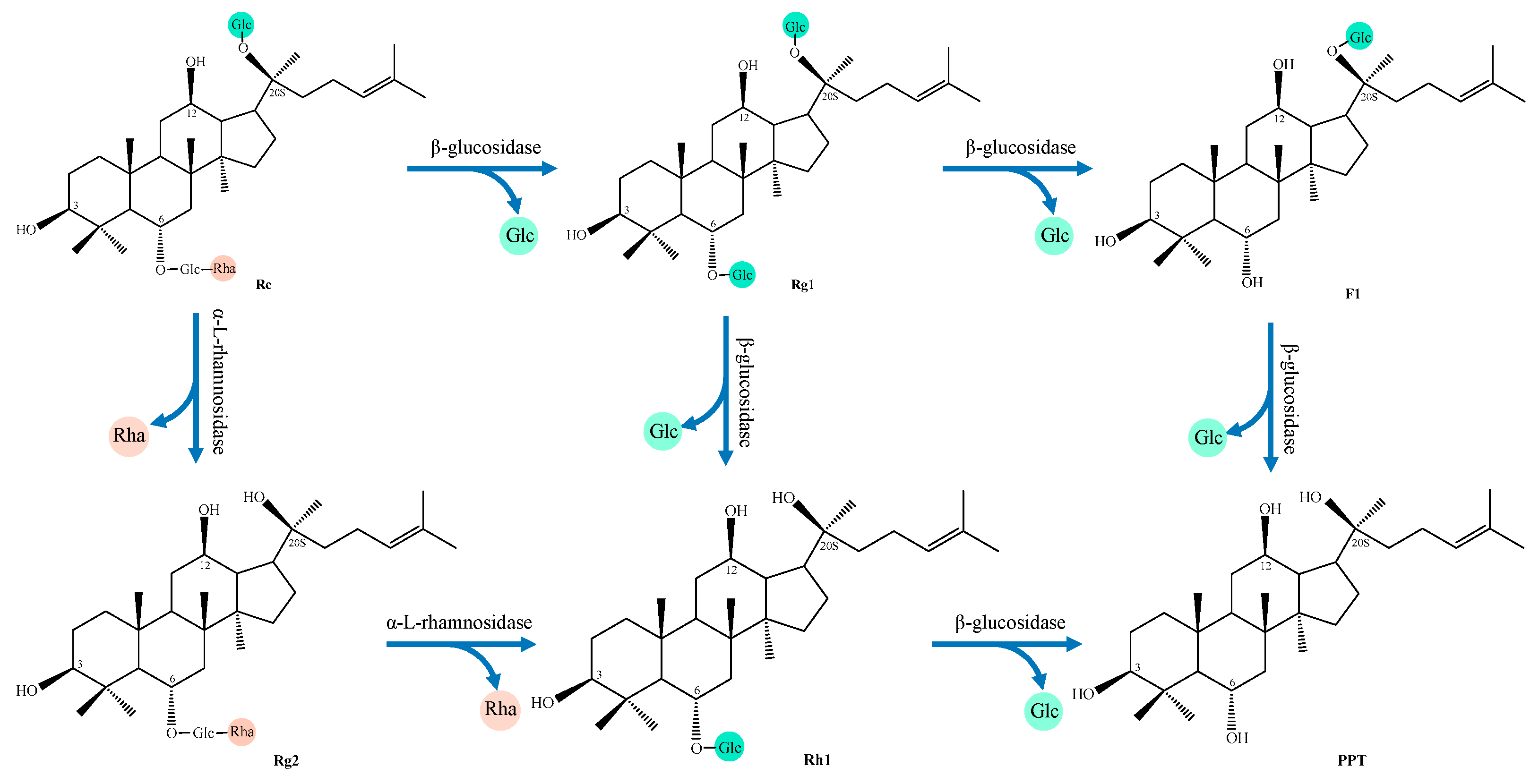 Microbial Fermentation Affects the Structure–Activity