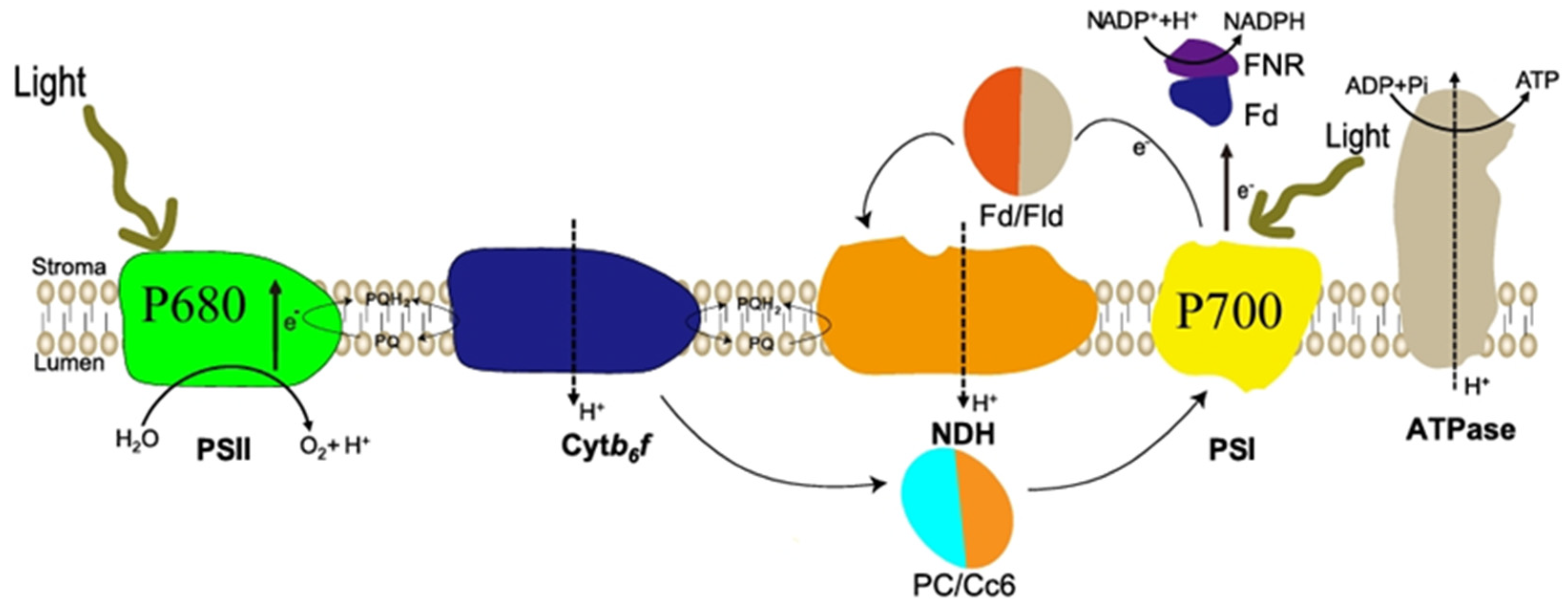 Foods 14 02500 g002 Foods 14 02500 g002