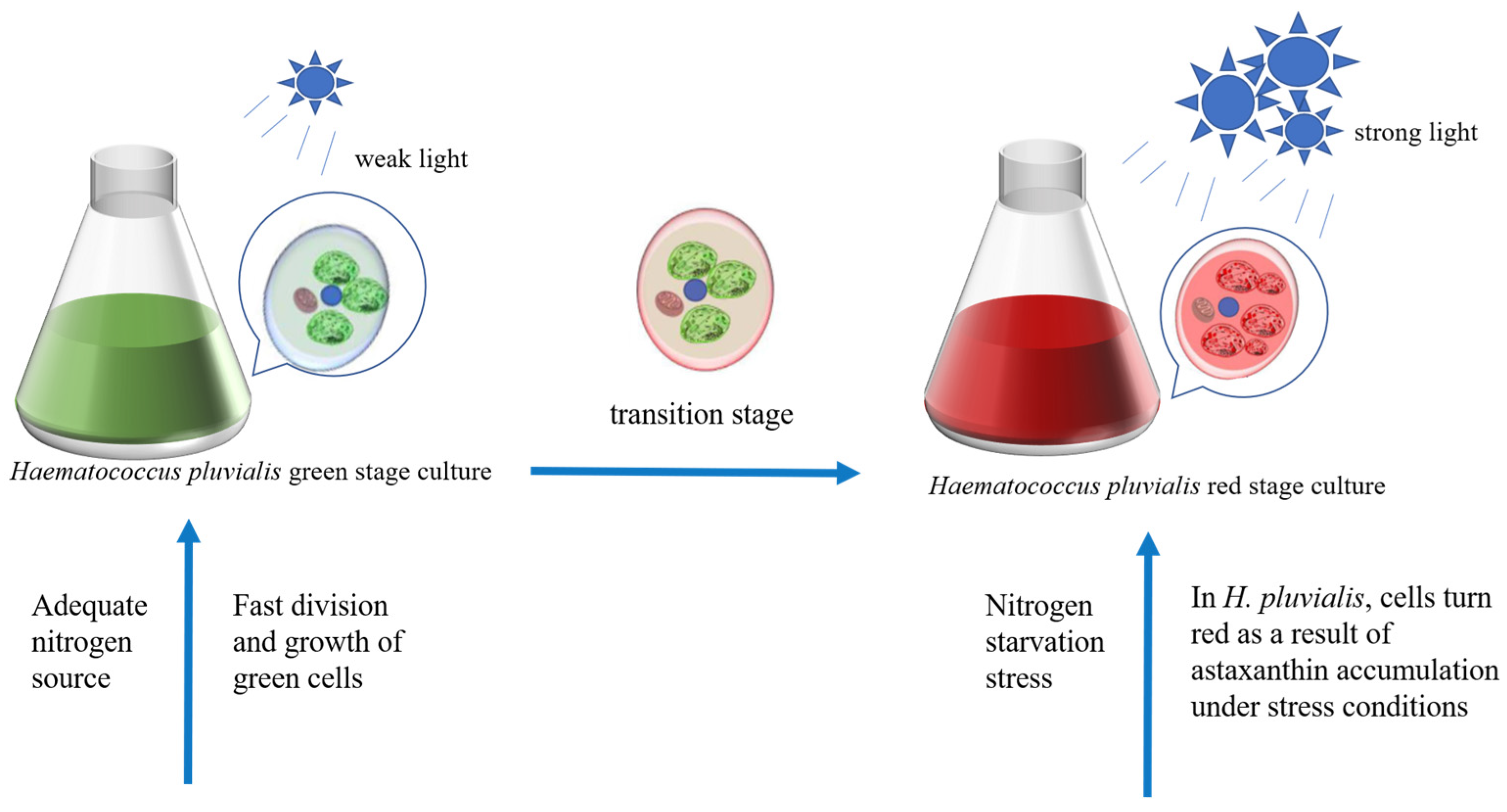 Foods 14 02500 g006 Foods 14 02500 g006