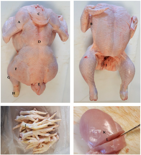 Carcass Color in Broilers When Replacing Wheat with Corn in