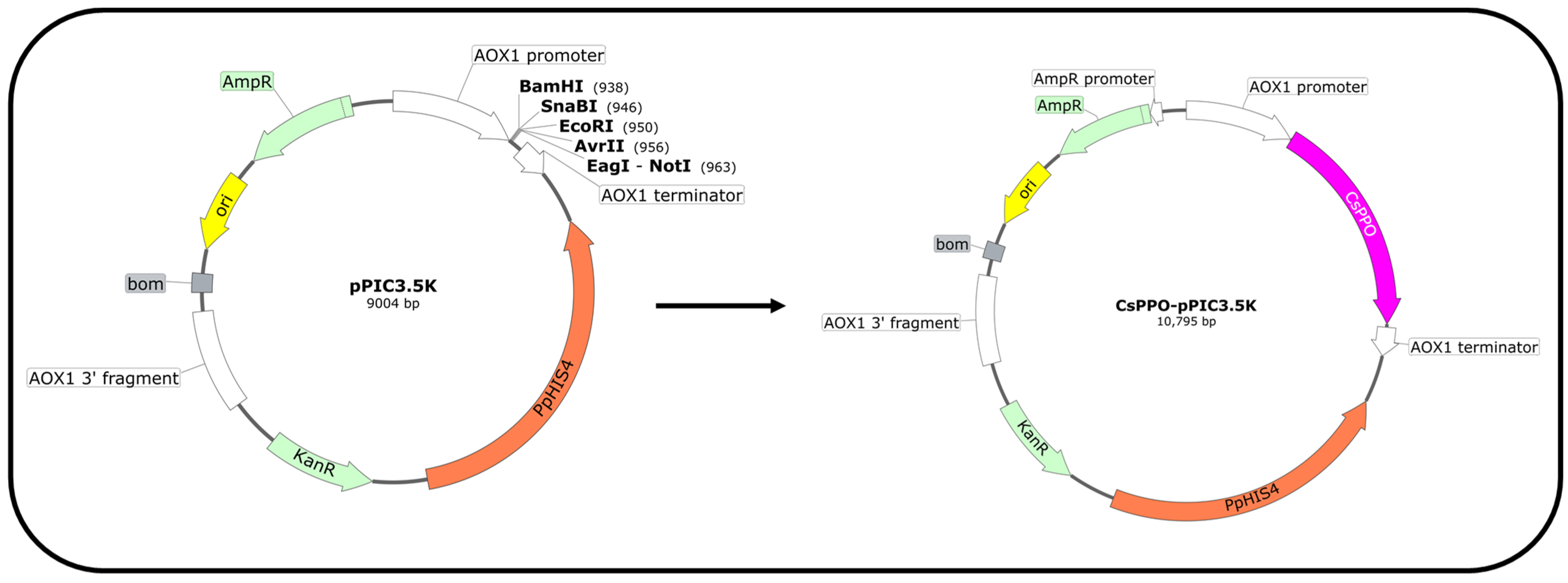 Activity Expression and Property Analysis of Codon-Optimized