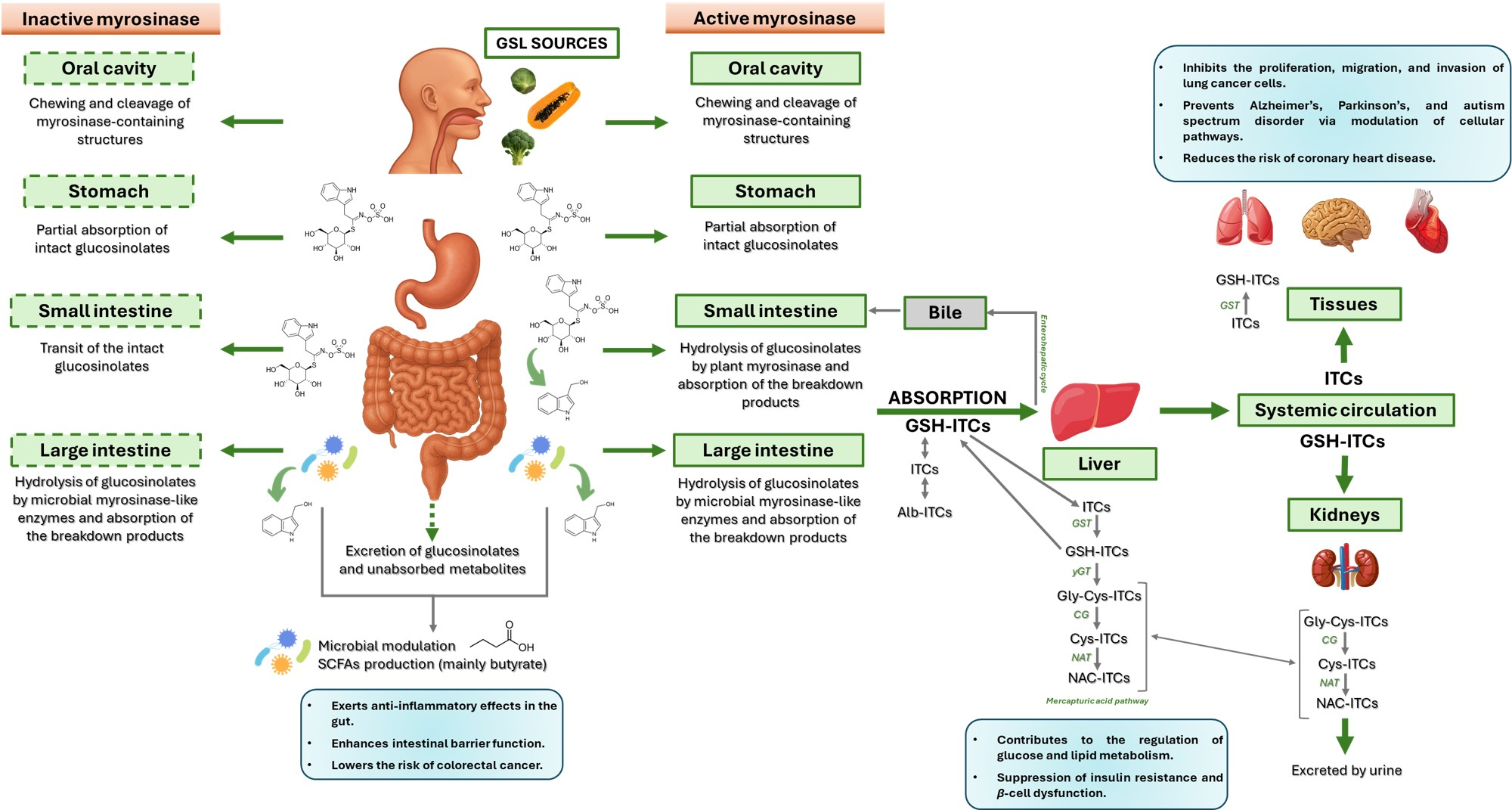 Foods 14 02876 g001 Foods 14 02876 g001