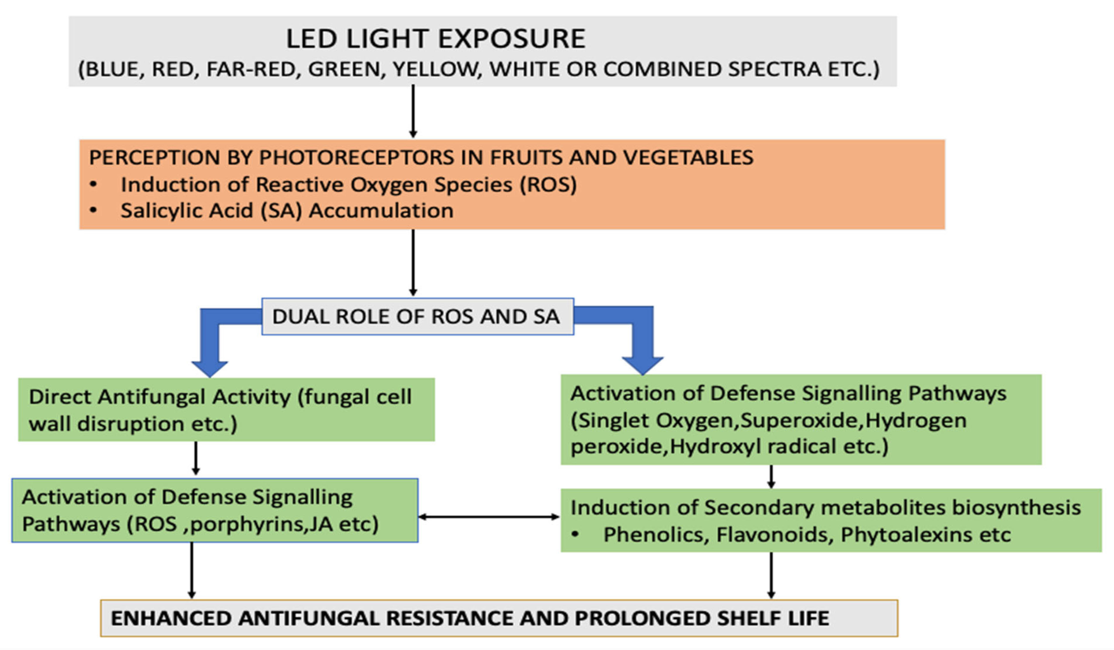 Foods 14 02924 g002 Foods 14 02924 g002