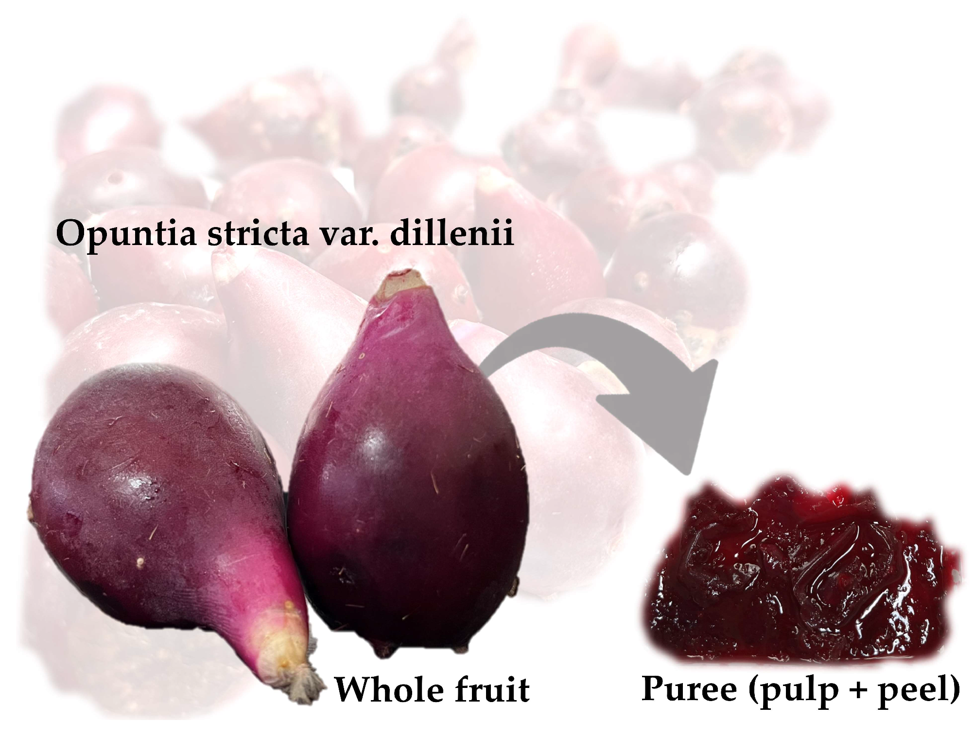 Foods 14 02934 g001 Foods 14 02934 g001