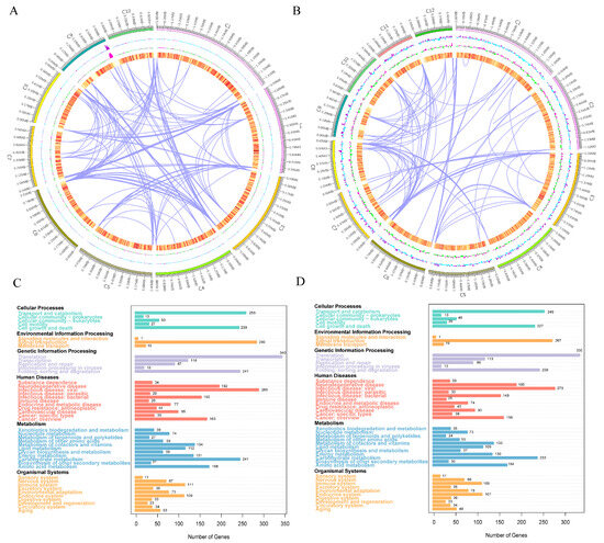 Fermentation Process Optimization of Strawberry Wine Using