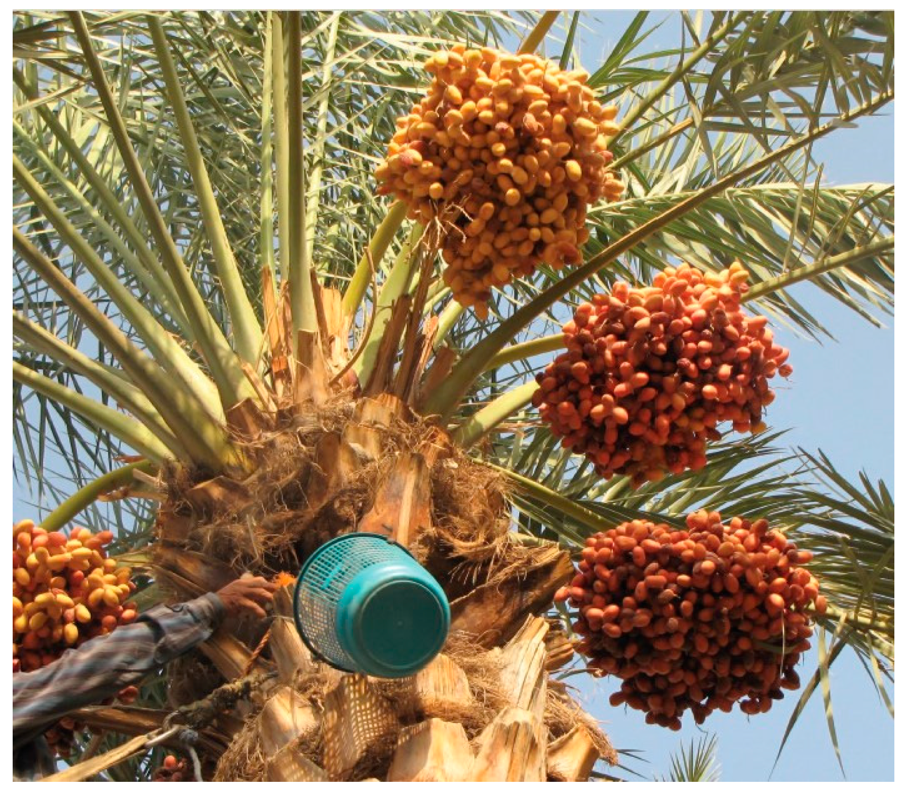 Foods 14 03060 g001 Foods 14 03060 g001