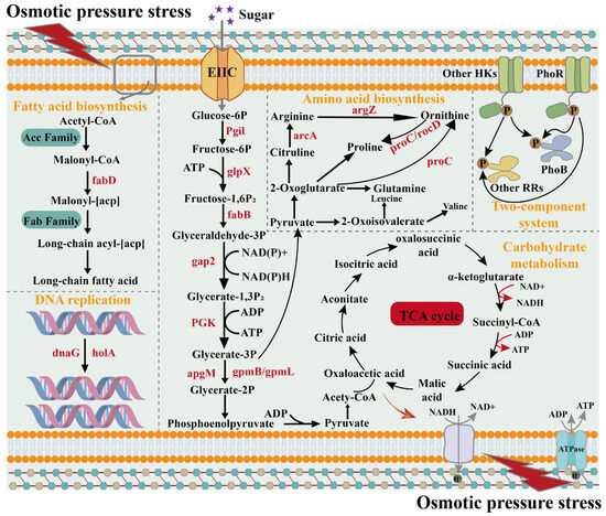 エース ロンド 20210122 115443 KAWASAKI Ninja ZX-14R HIGH GRADE 2020