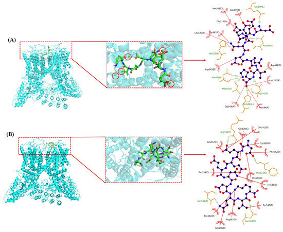 Study on the Calcium Transport-Promoting Property and Mechanism of