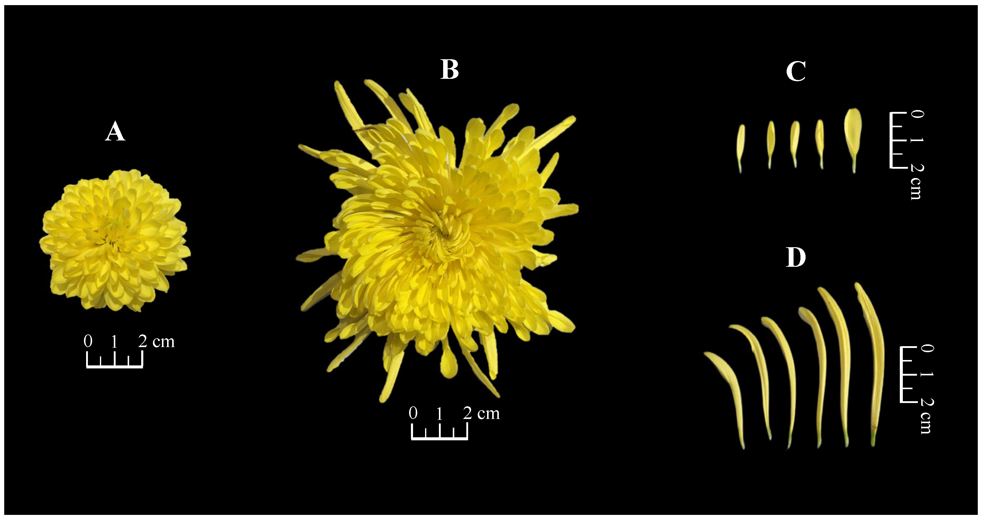Foods 14 03142 g001 Foods 14 03142 g001