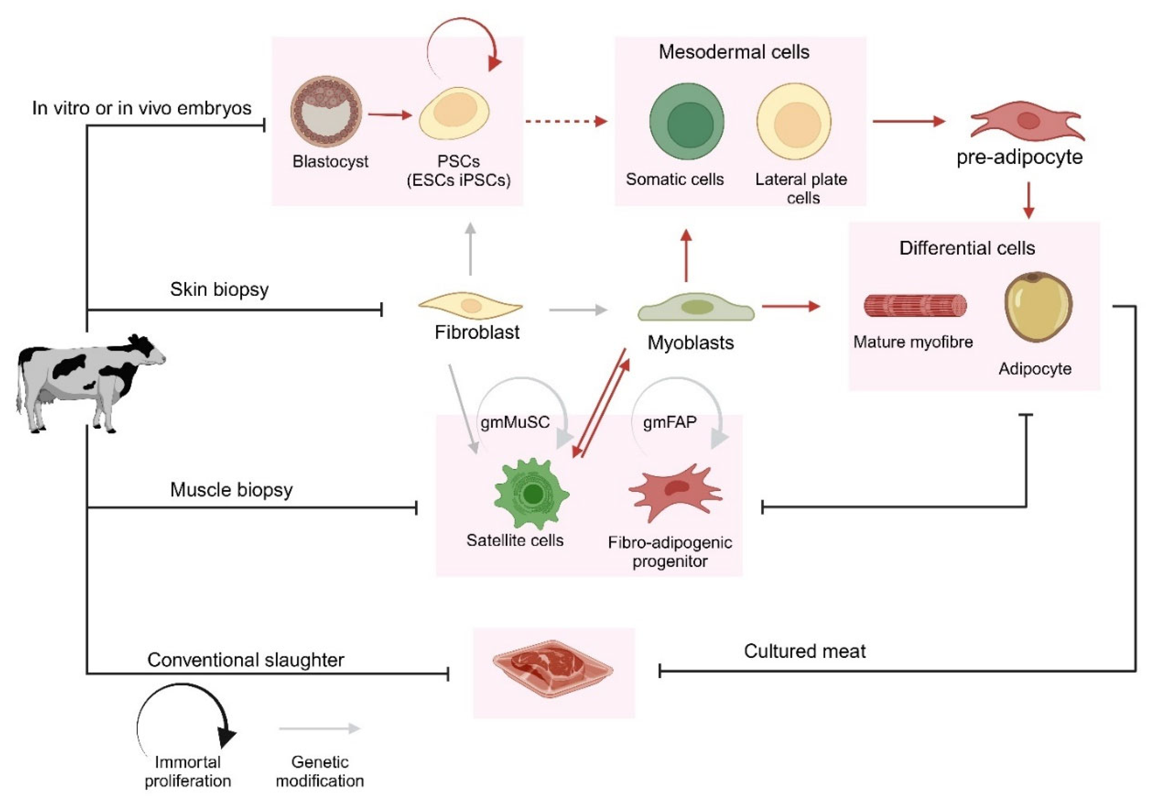 Foods 14 03183 g001 Foods 14 03183 g001
