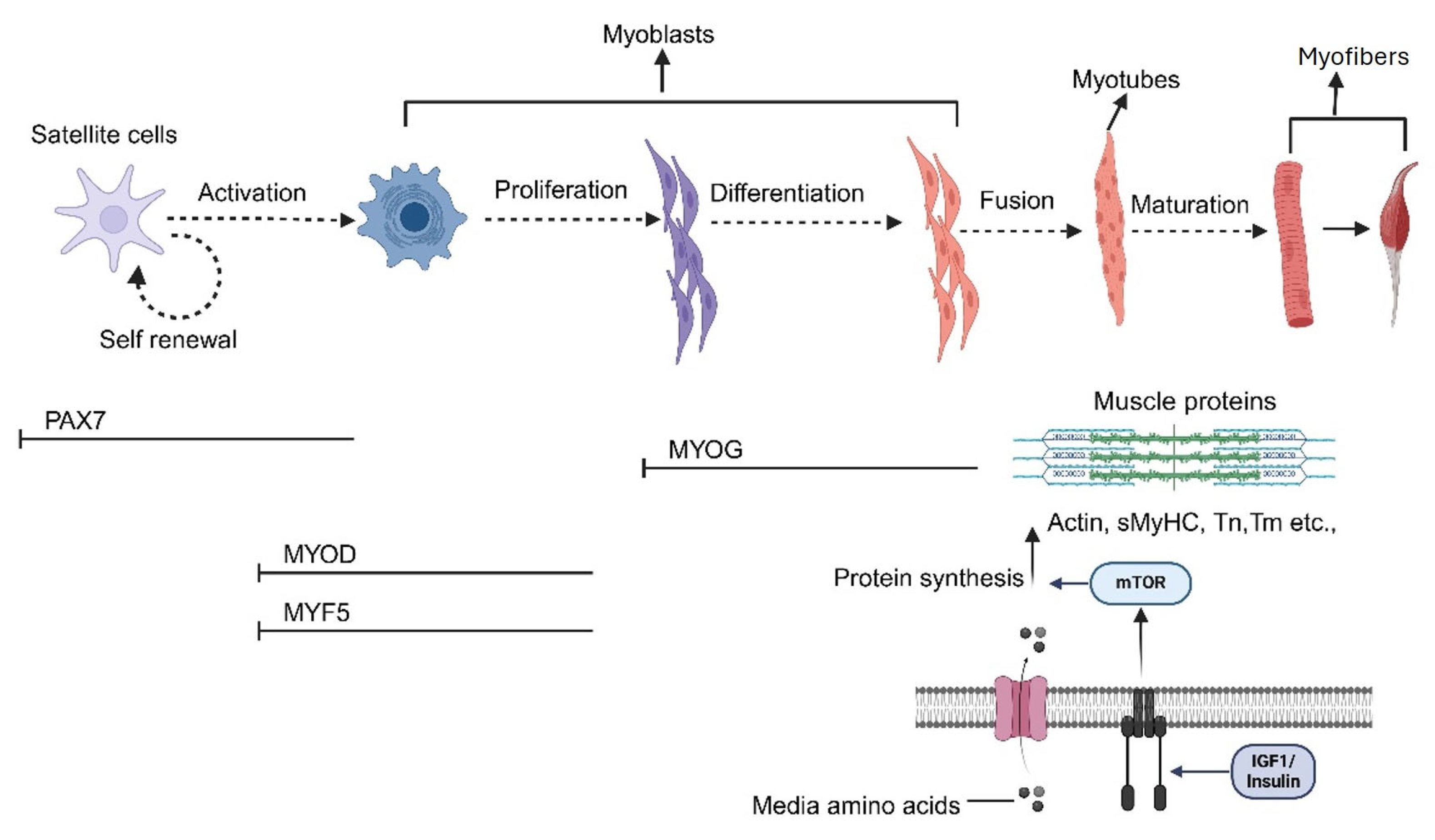 Foods 14 03183 g003 Foods 14 03183 g003