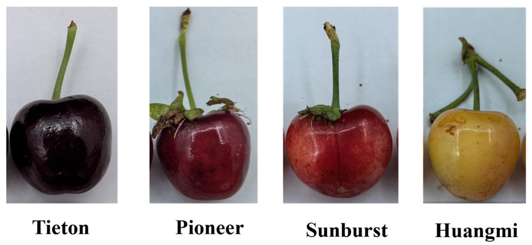 あい PKM2 in carcinogenesis and oncotherapy | Oncotarget