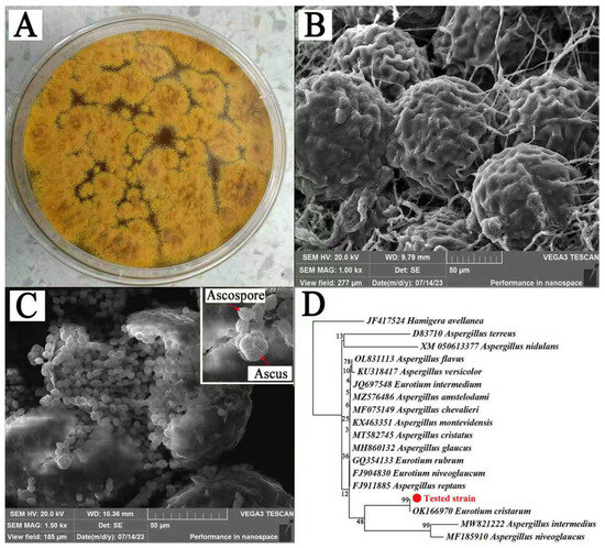 ツヴァイ HF-TSUKIMIYOZAKURA-KWH-GRD-re-