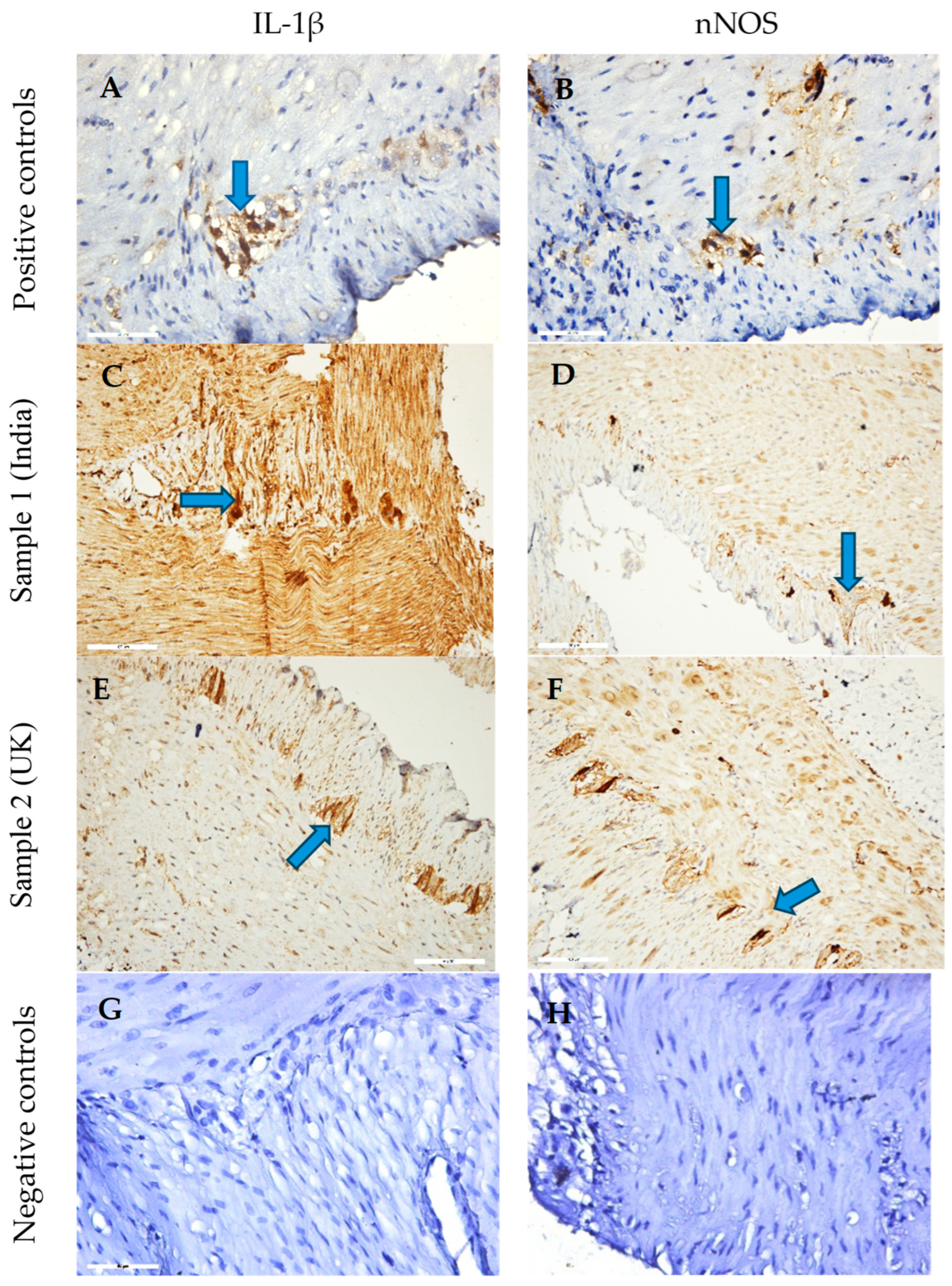Foods 14 03319 g005 Foods 14 03319 g005