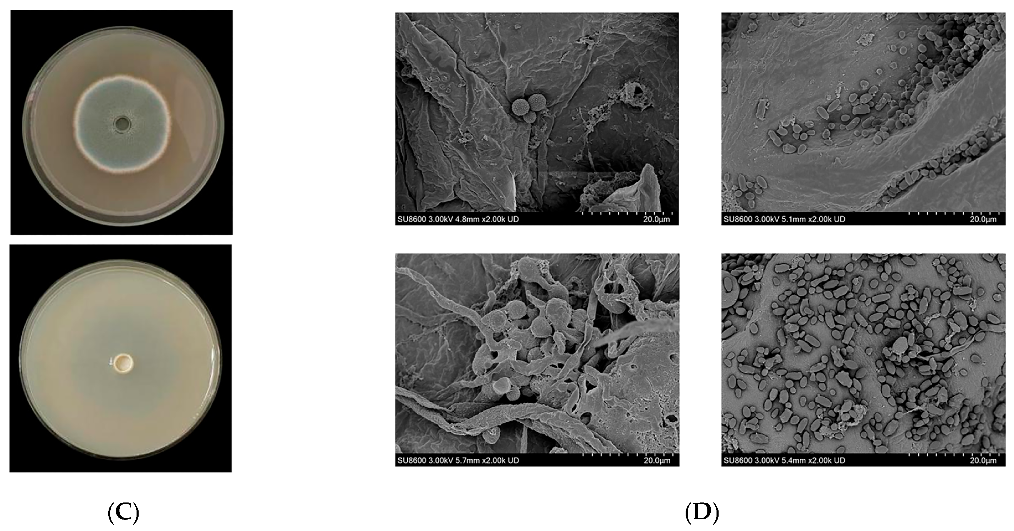 Foods 14 03378 g005b Foods 14 03378 g005b
