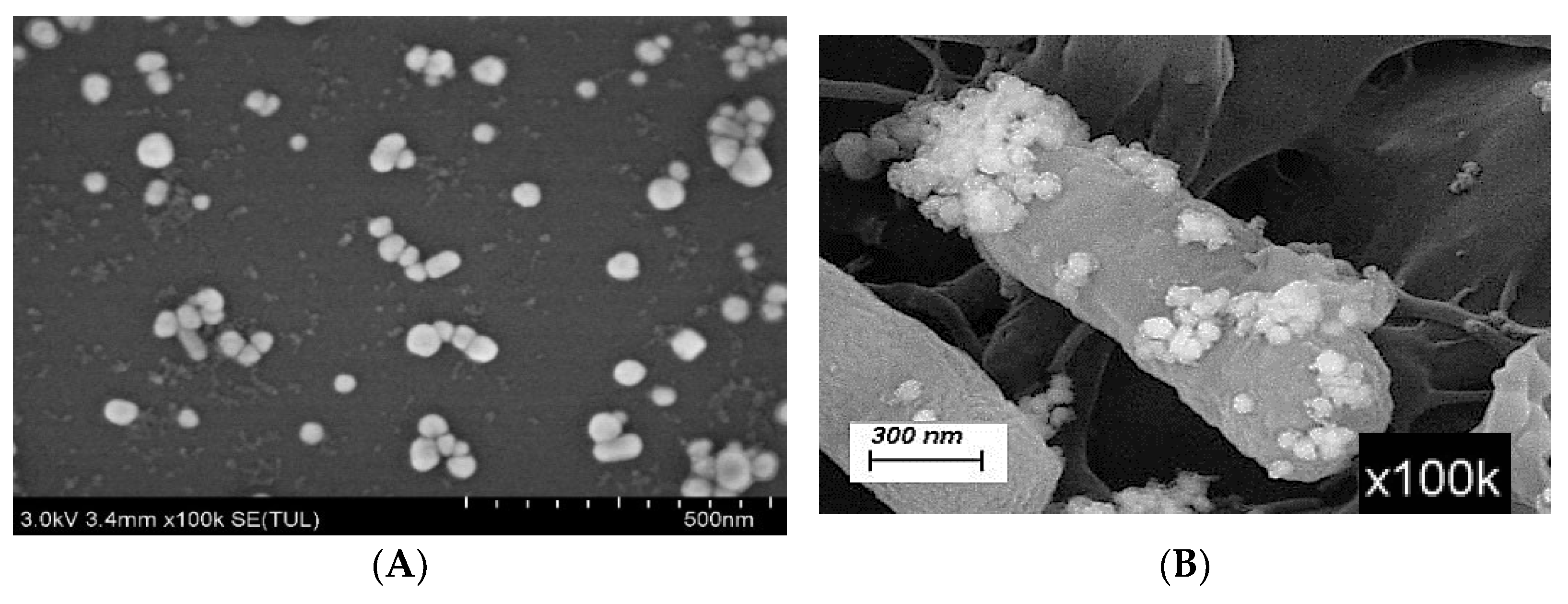 Foods 14 03434 g002a Foods 14 03434 g002a