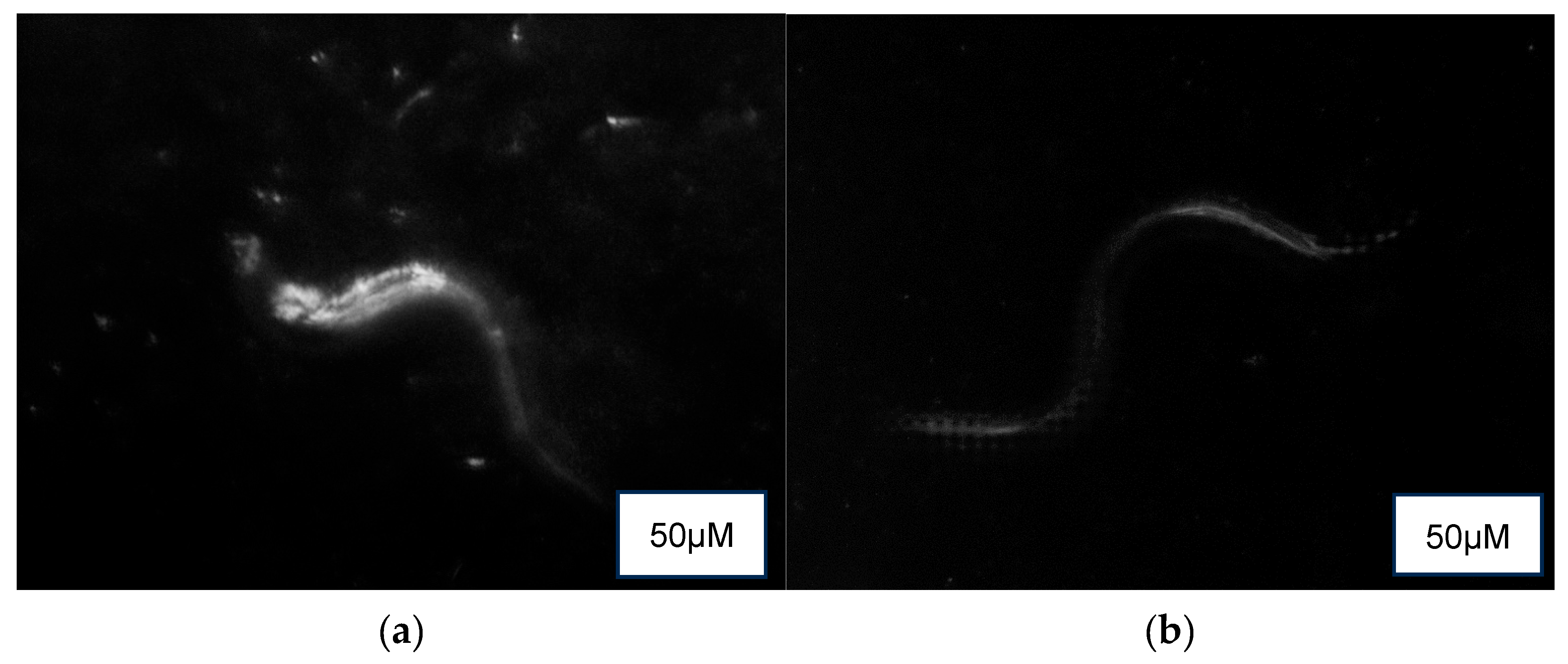 Foods 14 03460 g005a