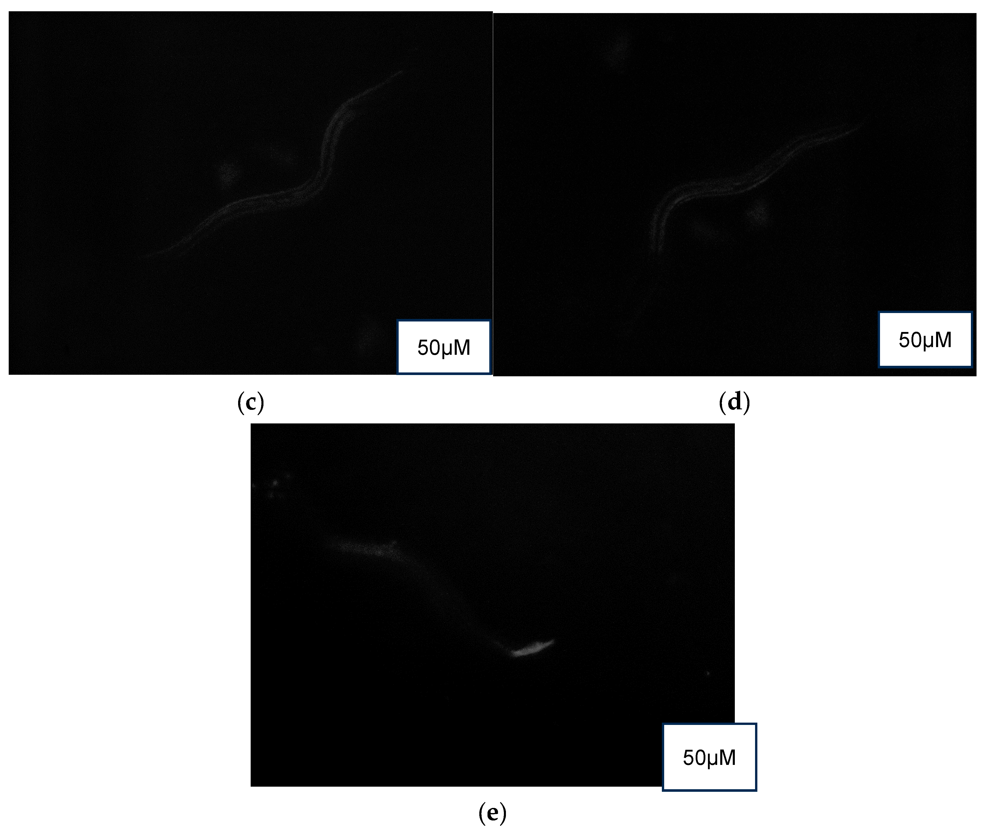 Foods 14 03460 g005b