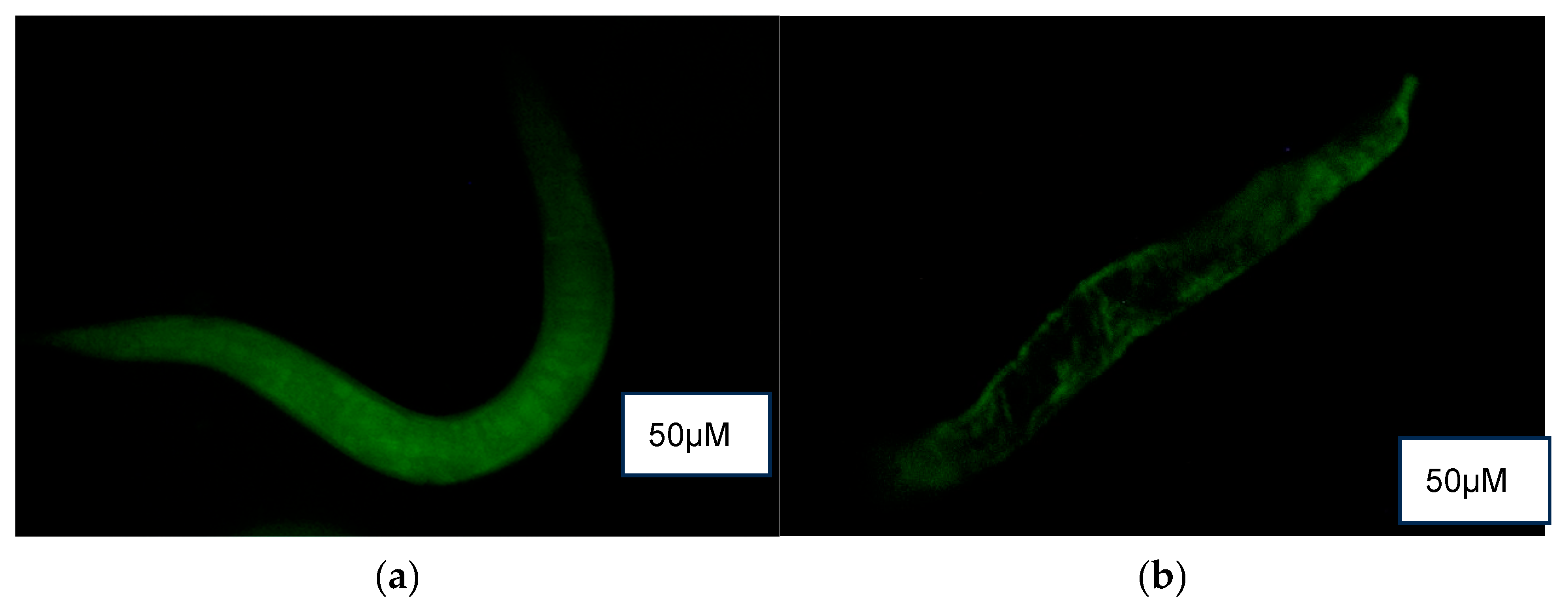 Foods 14 03460 g006a