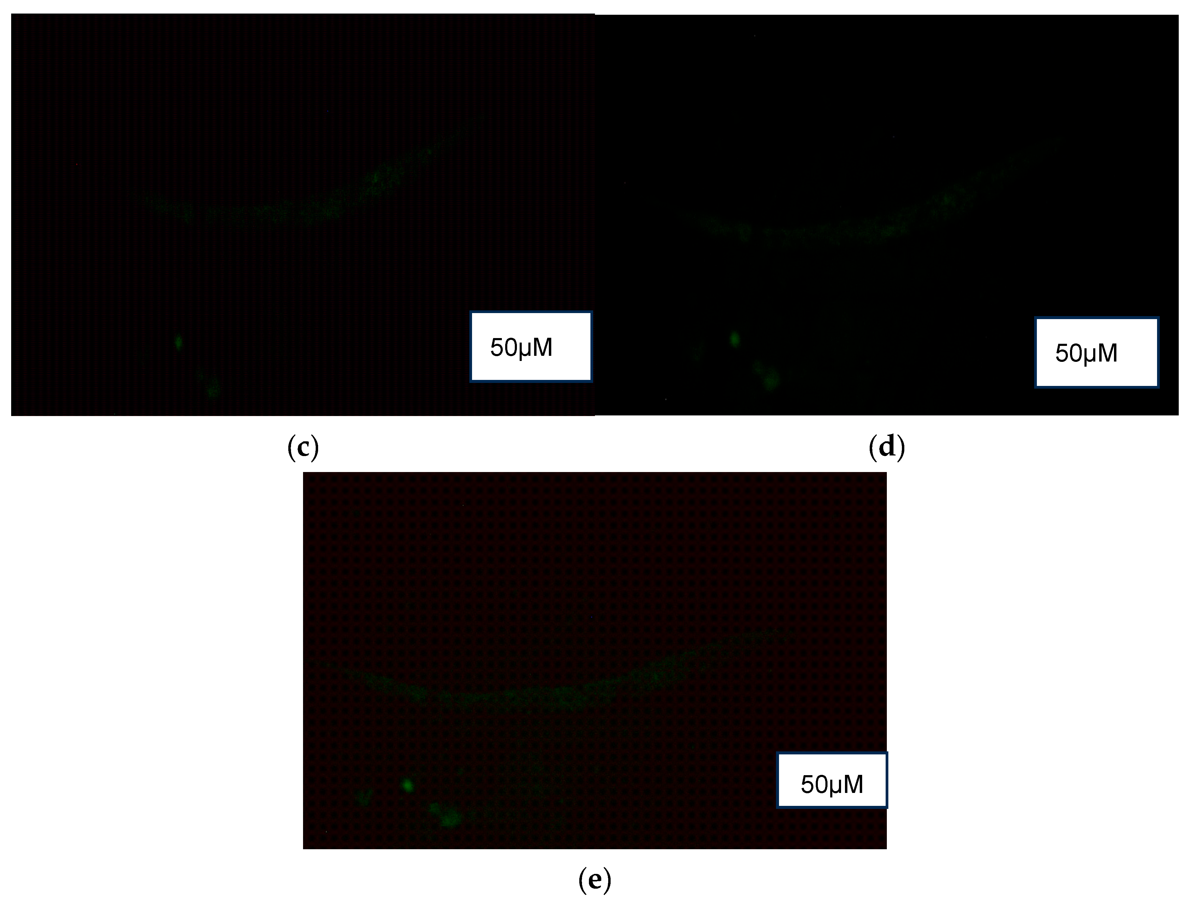 Foods 14 03460 g006b