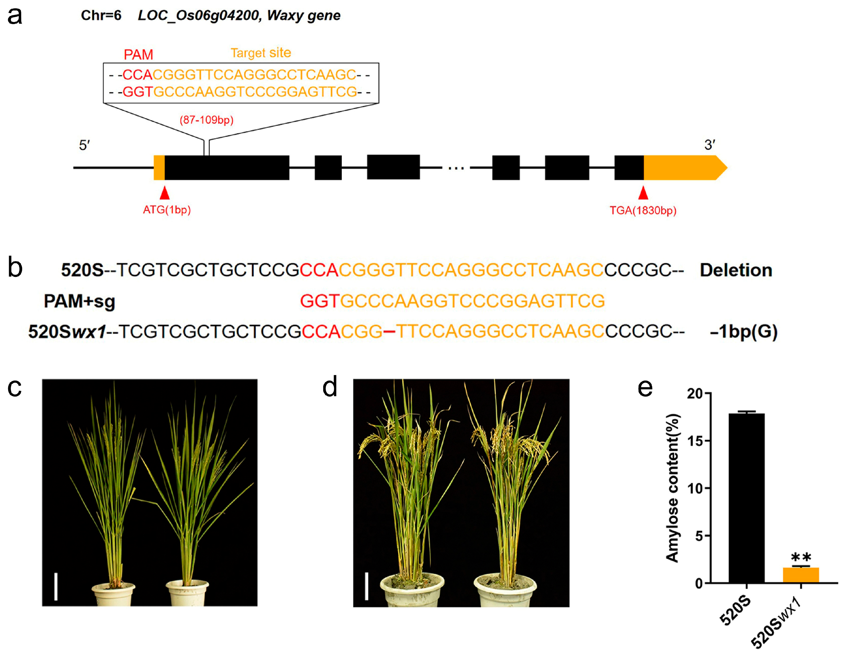 Foods 14 03530 g001 Foods 14 03530 g001