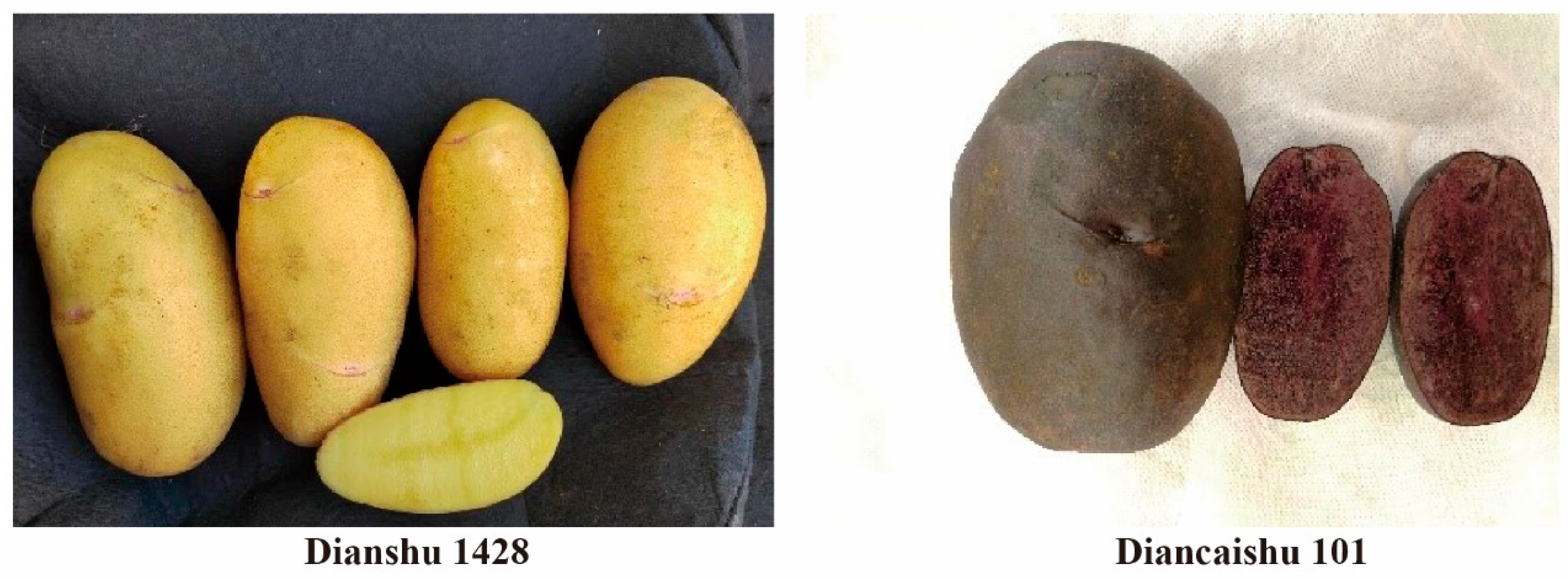 Foods 14 03622 g001 Foods 14 03622 g001