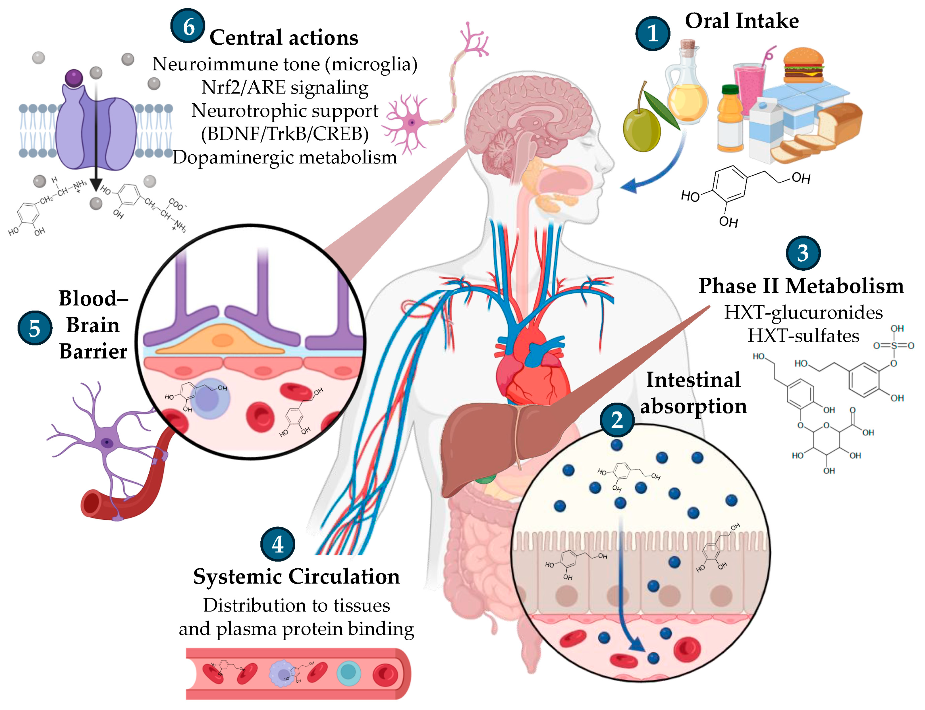 Foods 14 03624 g002 Foods 14 03624 g002