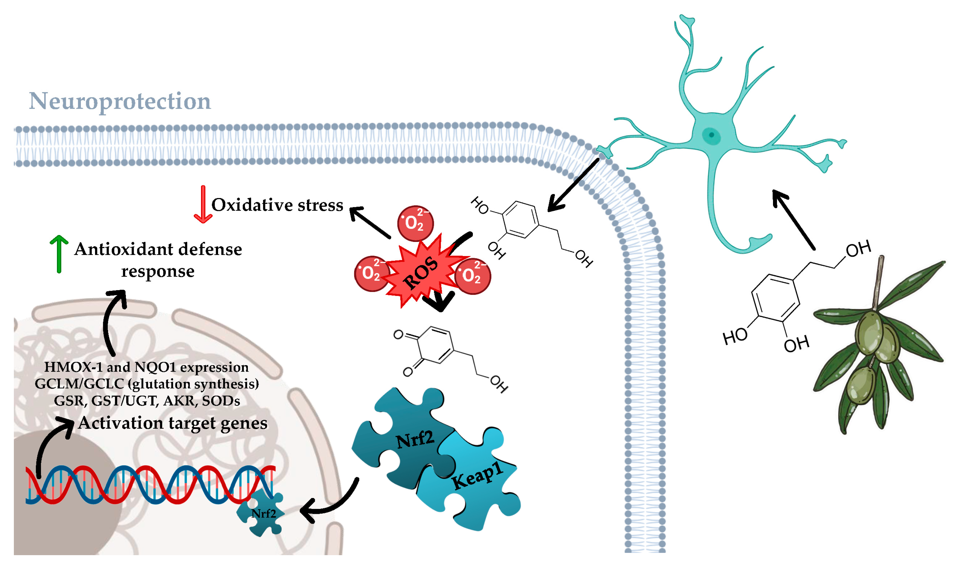 Foods 14 03624 g003 Foods 14 03624 g003